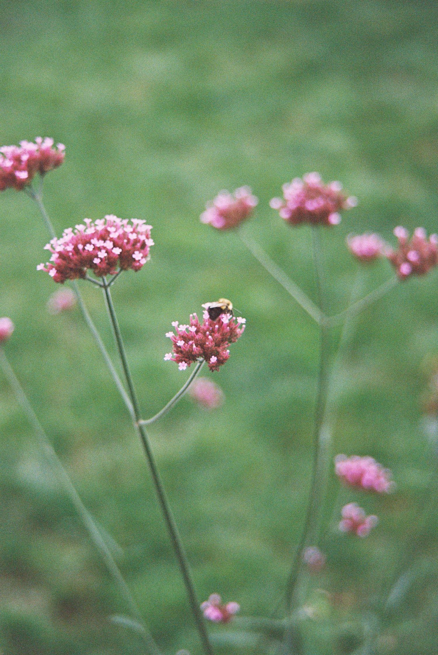 Delicate pink wildflowers blooming in a garden setting with soft focus background.