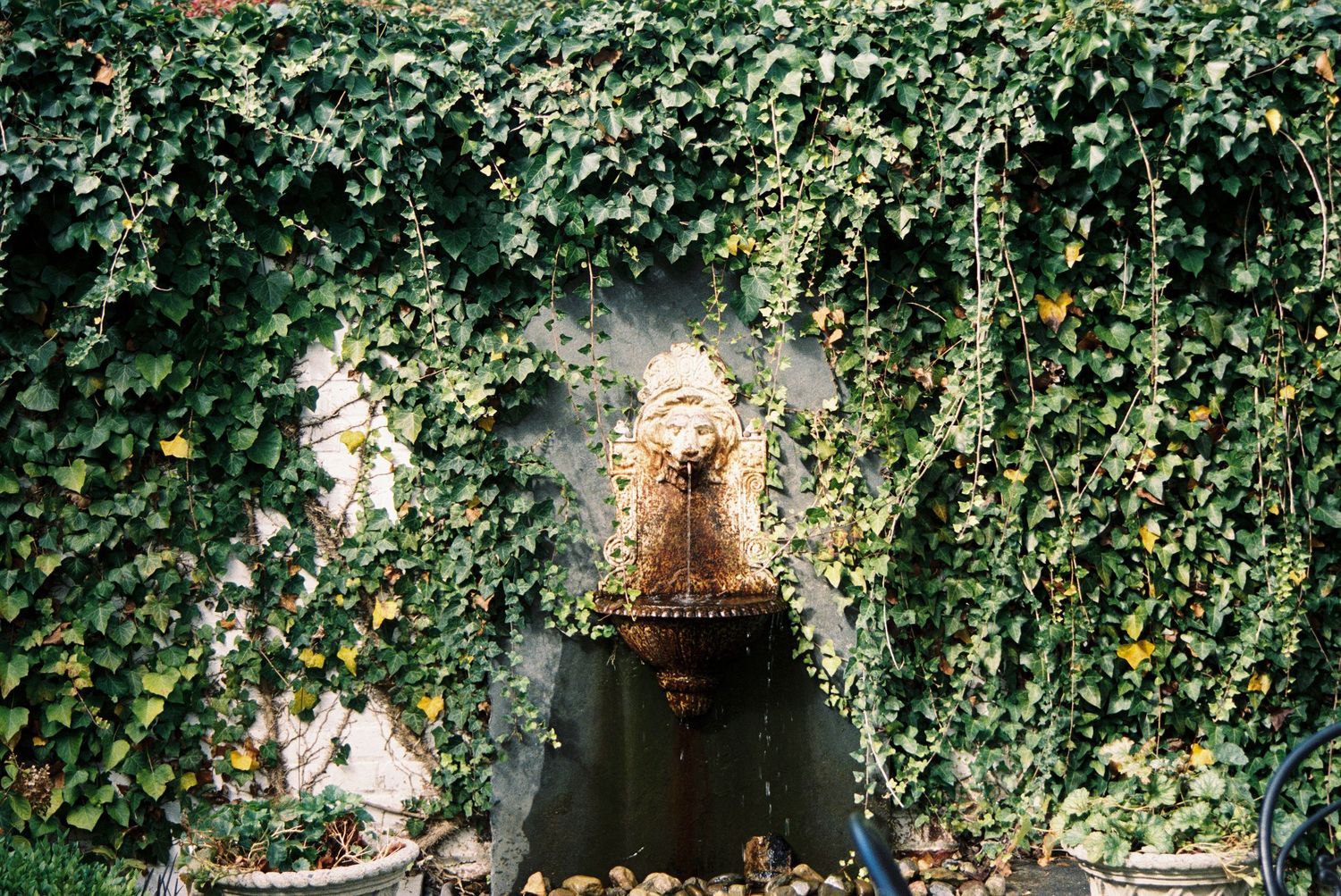 Ivy covered stone wall creates a romantic garden backdrop.