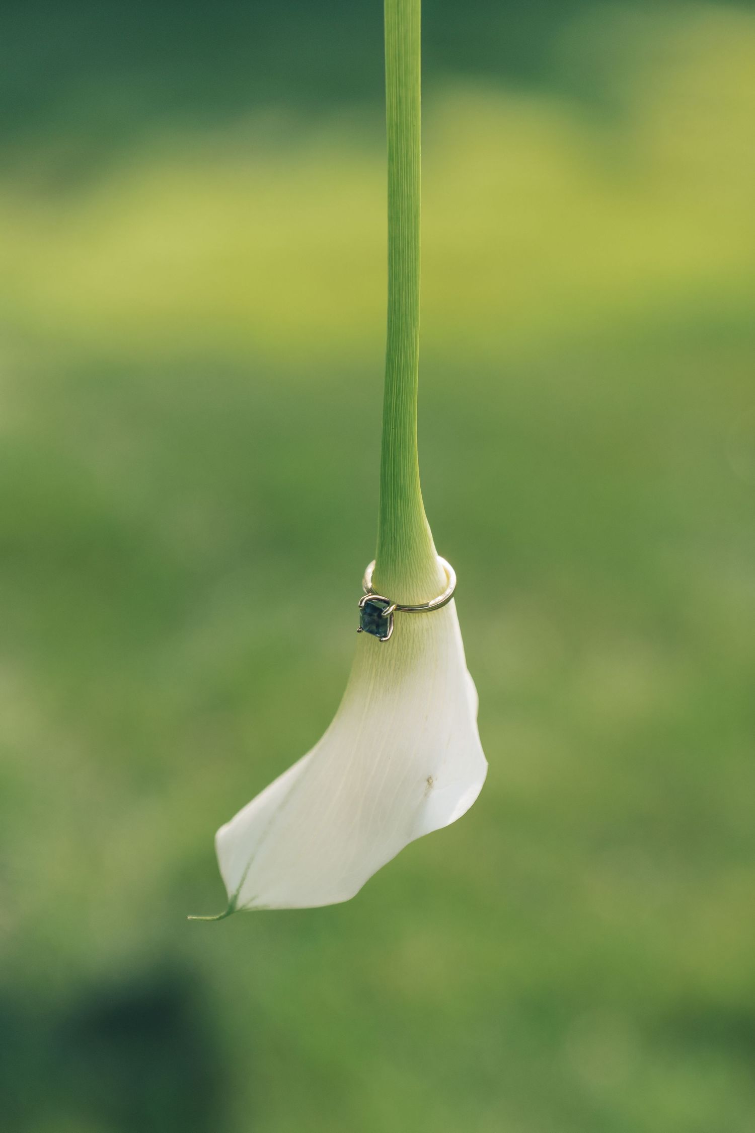 A series of white calla lily flowers shown in progressive stages of blooming against a soft green background.