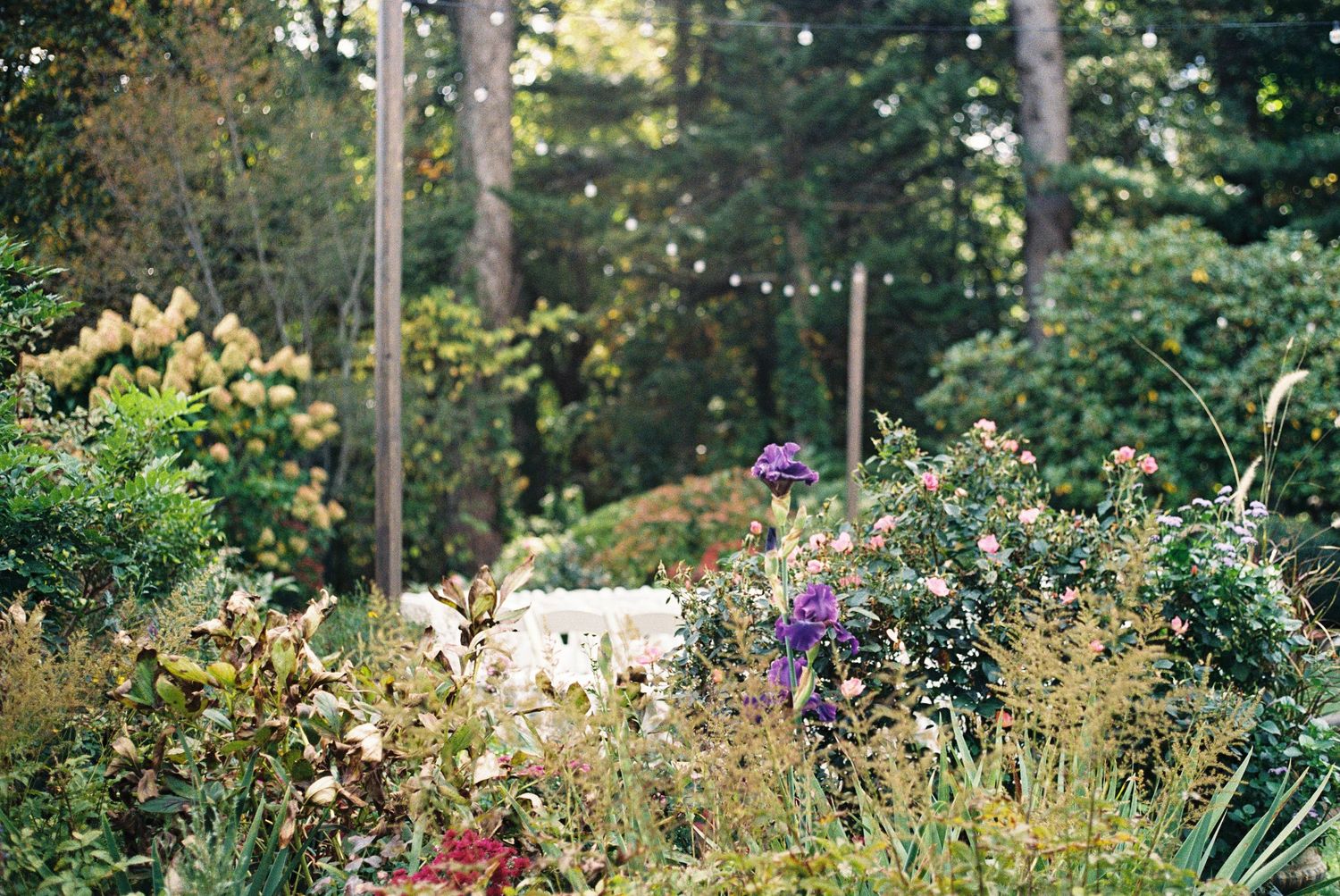 Garden landscape with string lights and natural foliage creating a romantic outdoor setting.