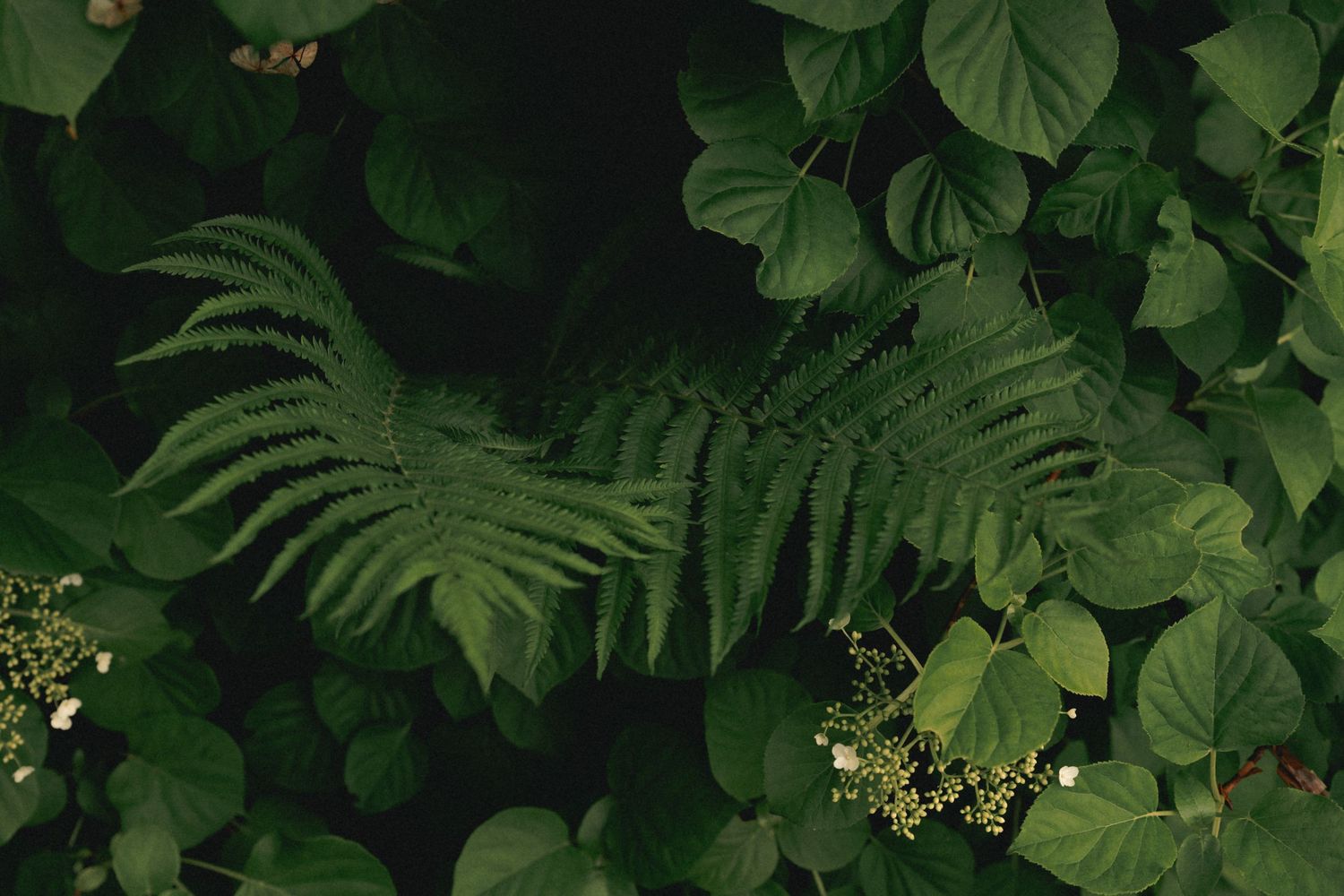 Lush green fern fronds surrounded by broad heart-shaped leaves in a dense, dark forest undergrowth setting.