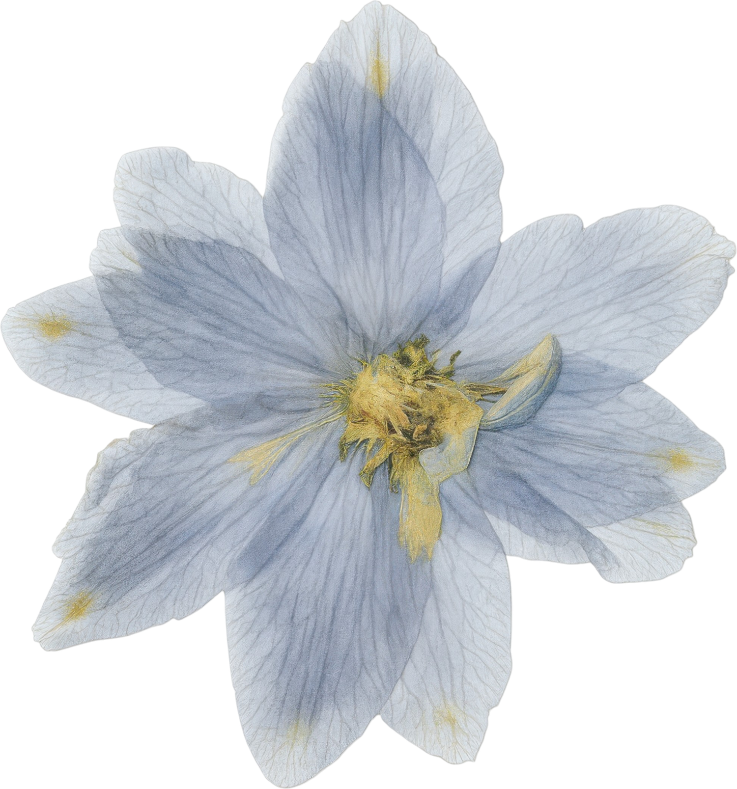 Delicate pressed light blue clematis flower with soft petals and yellow center, isolated on white background.