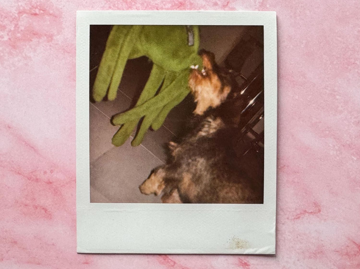 Polaroidkuva missä mäyräkoira riehuu koiralelun kanssa.