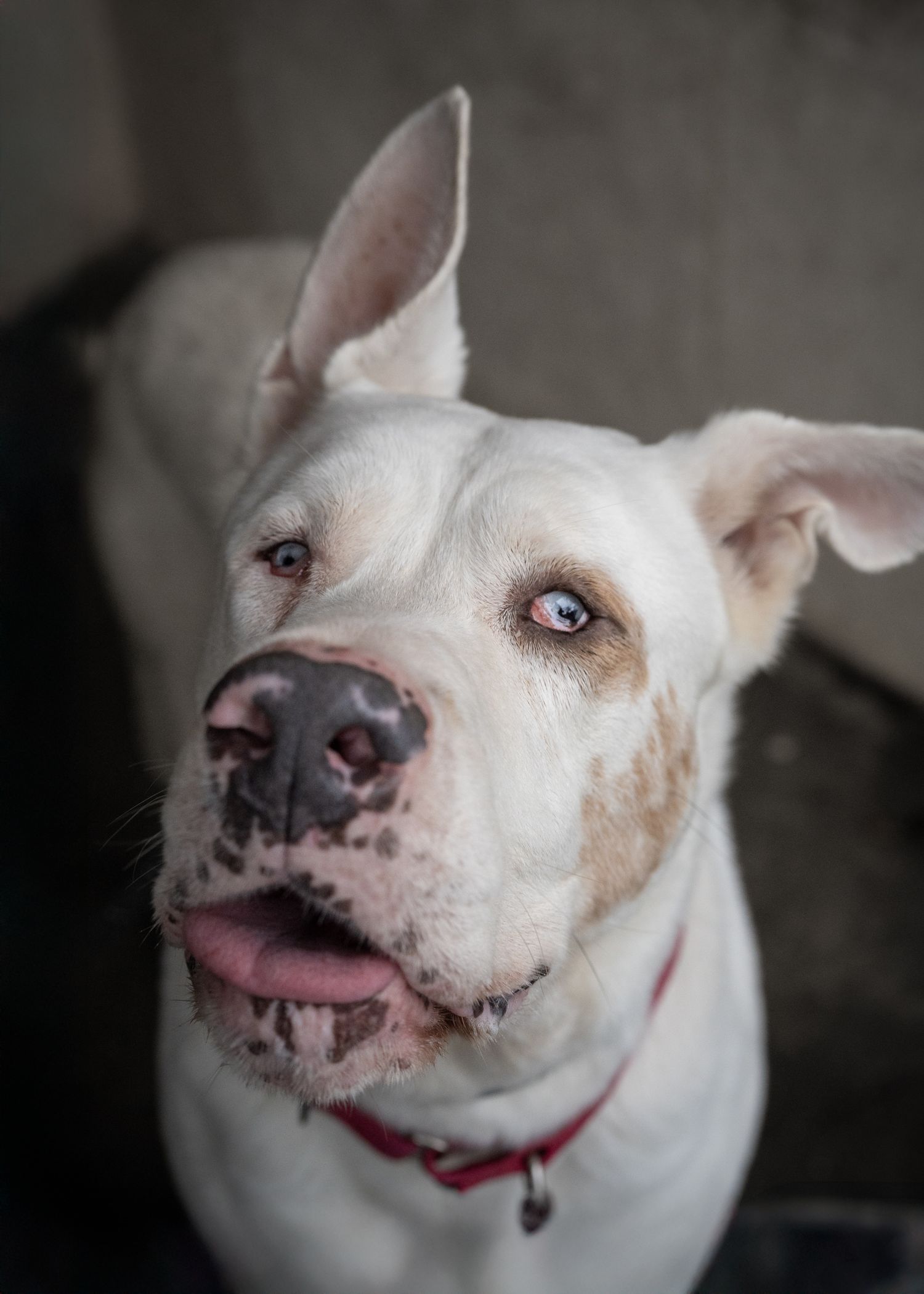 A white bully mix looks up at the camera. His ears are wonky and he's sticking out his tongue.