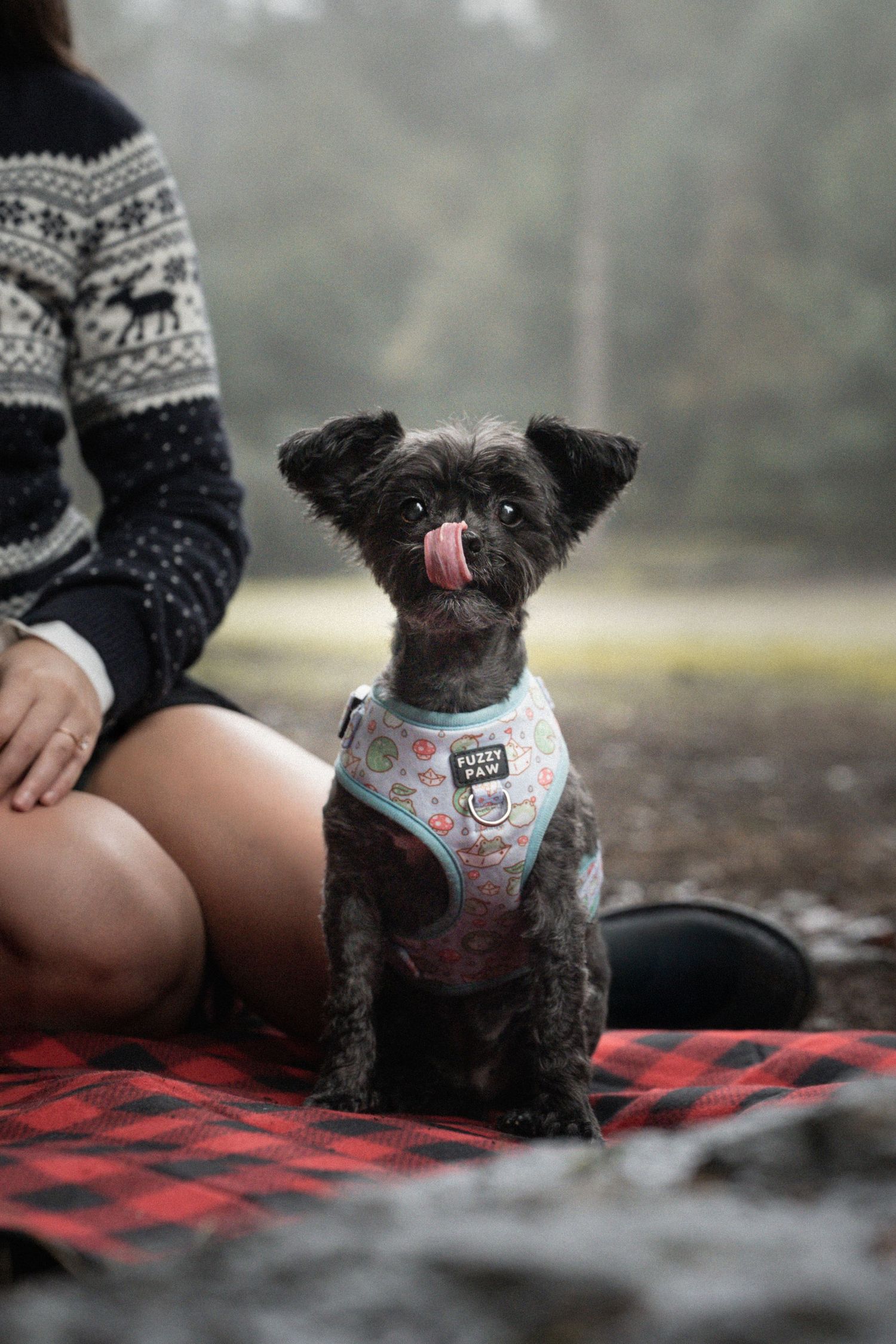 A small black dog wearing a colorful harness licks its nose while sitting on a red plaid blanket.