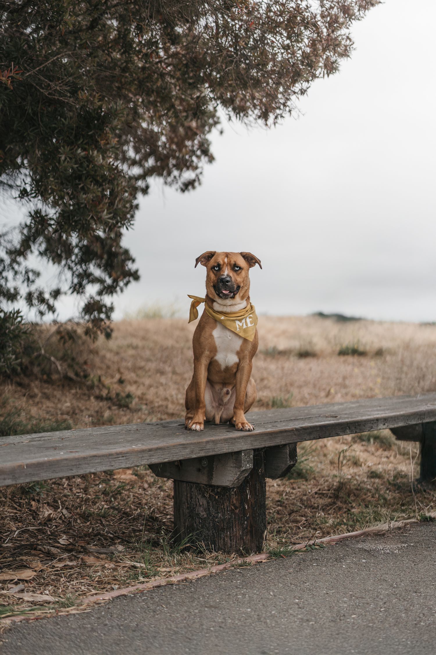 A brown Boxer mix dog wearing a gold bandana sits on a wooden bench outdoors near a tree.