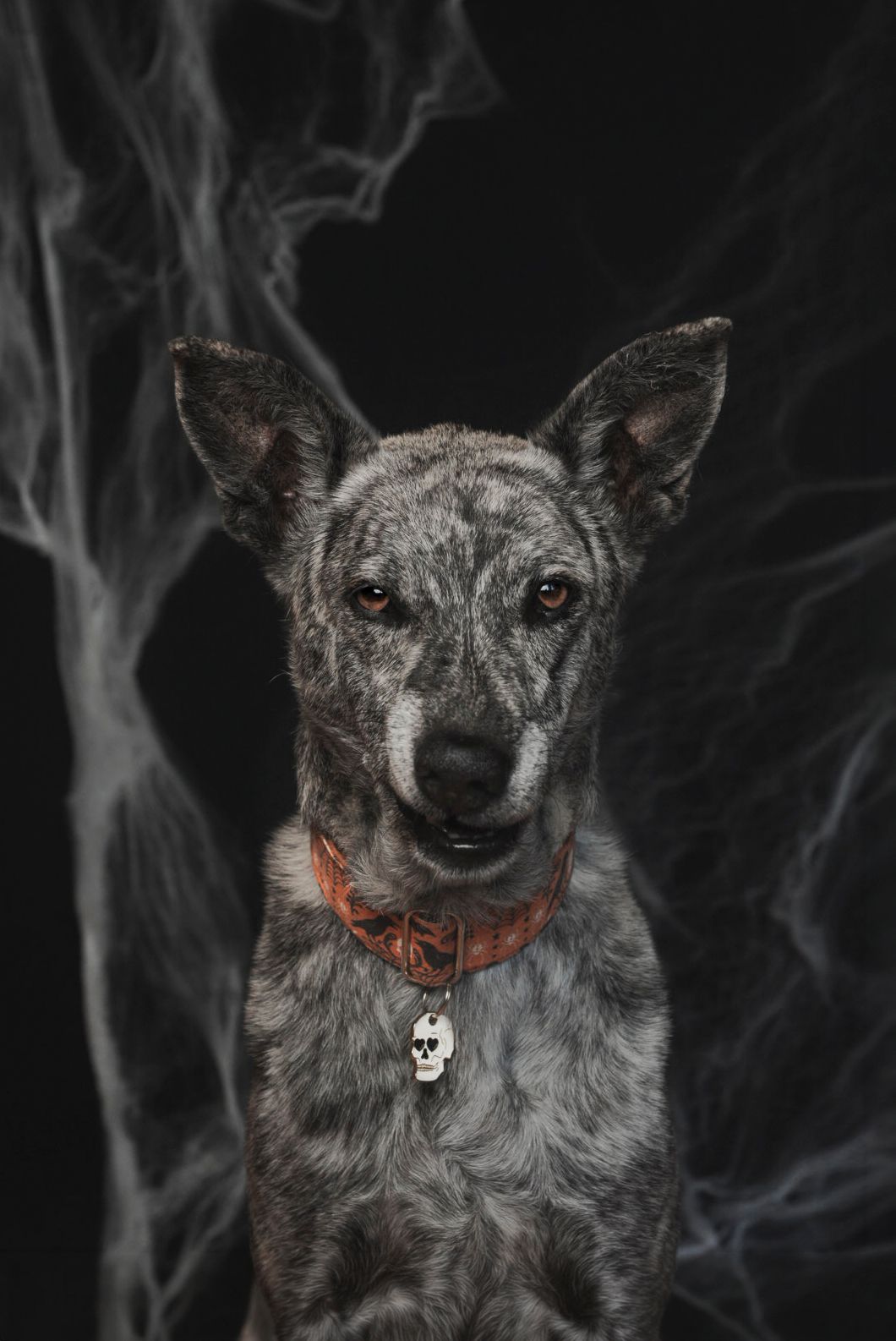 A gray merle dog wearing an orange collar with a skull charm sits against a dark Halloween backdrop with white cobwebs.