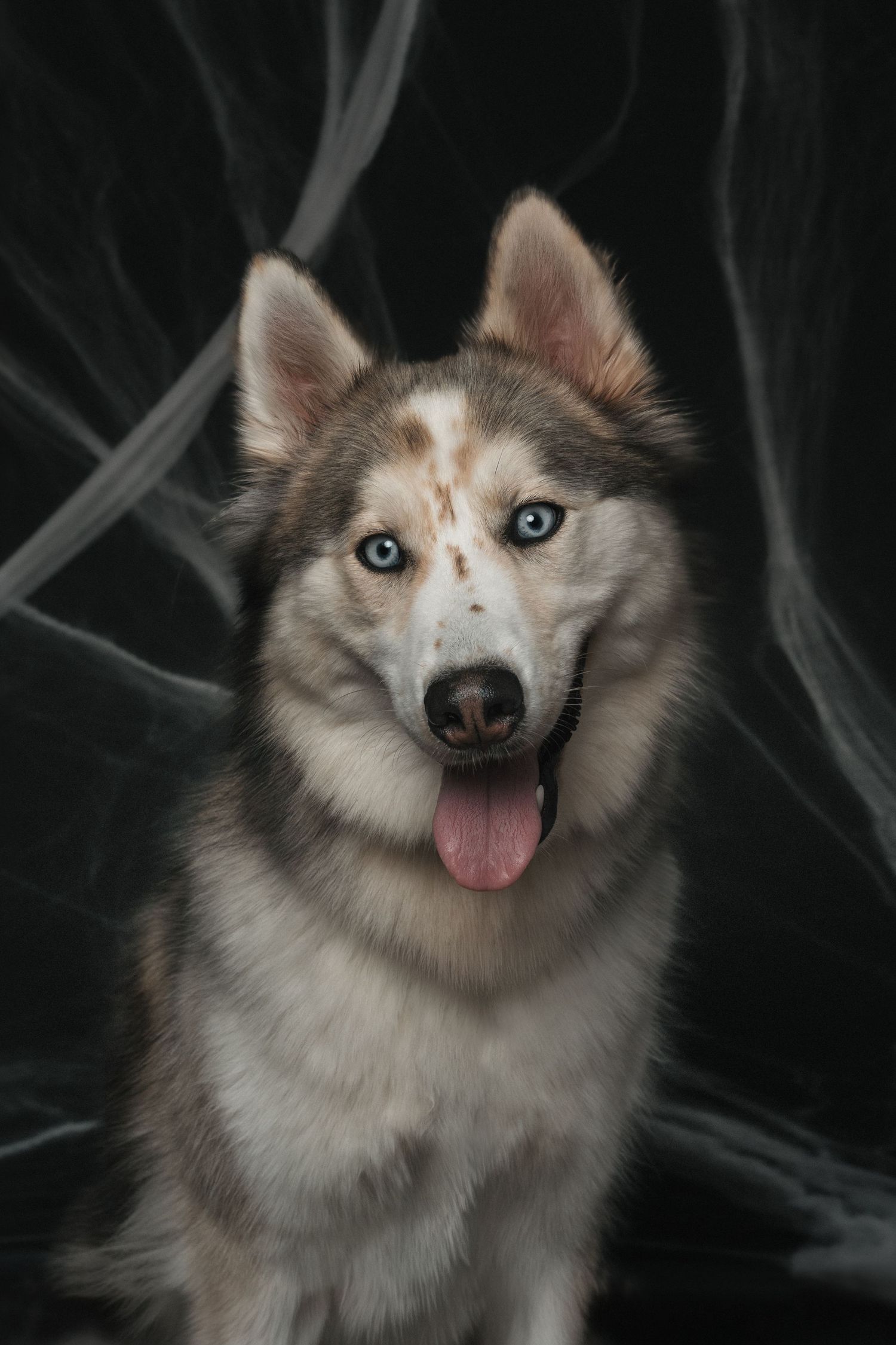 A blue-eyed Siberian Husky with tongue out poses against a dark background with wispy white smoke.