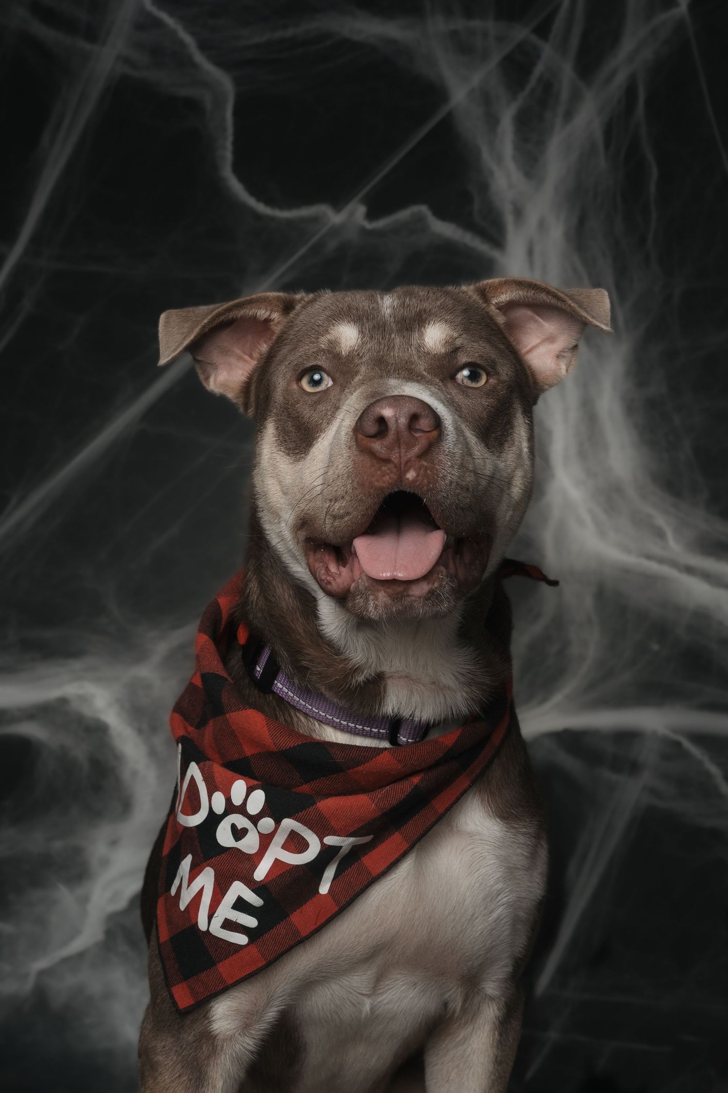 A smiling pit bull dog wearing an Adopt Me bandana poses against a spooky Halloween spider web background.