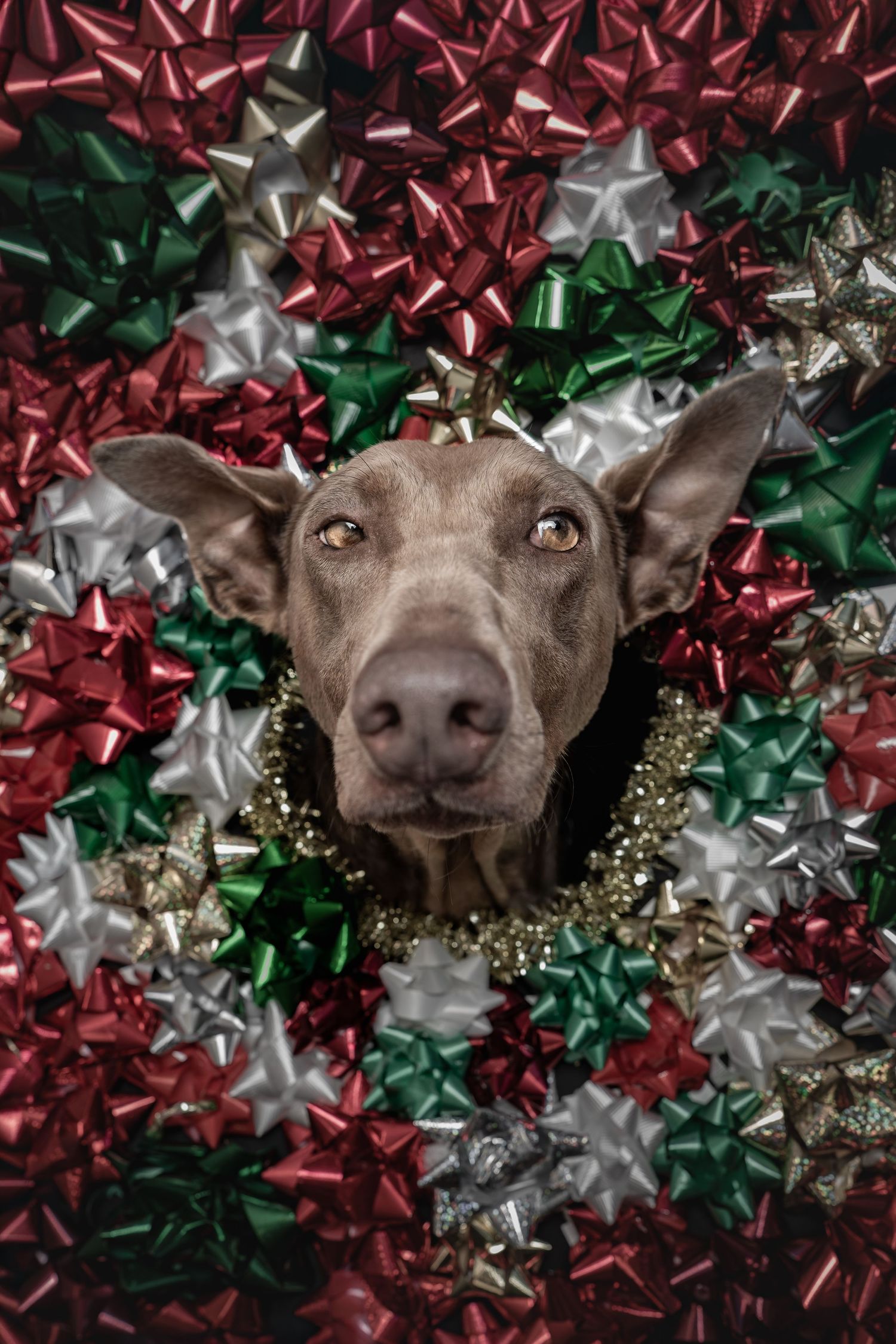 Weimaraner dog peering through a hole surrounded by colorful red, green, and silver Christmas gift bows.