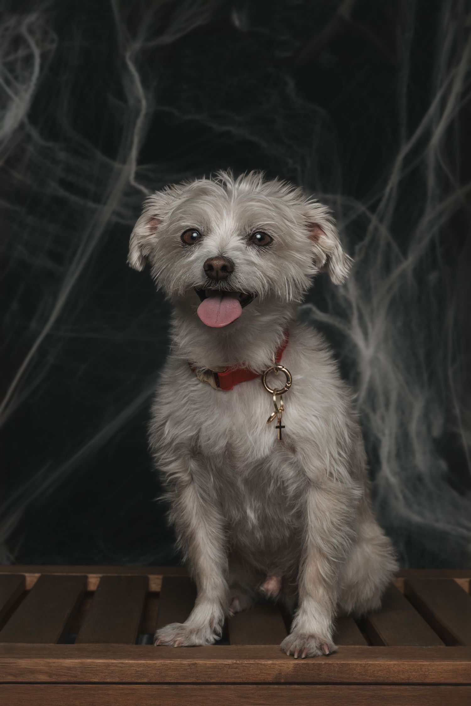 A fluffy white dog with a red collar sits on a wooden surface against a dark smoky background with tongue out.