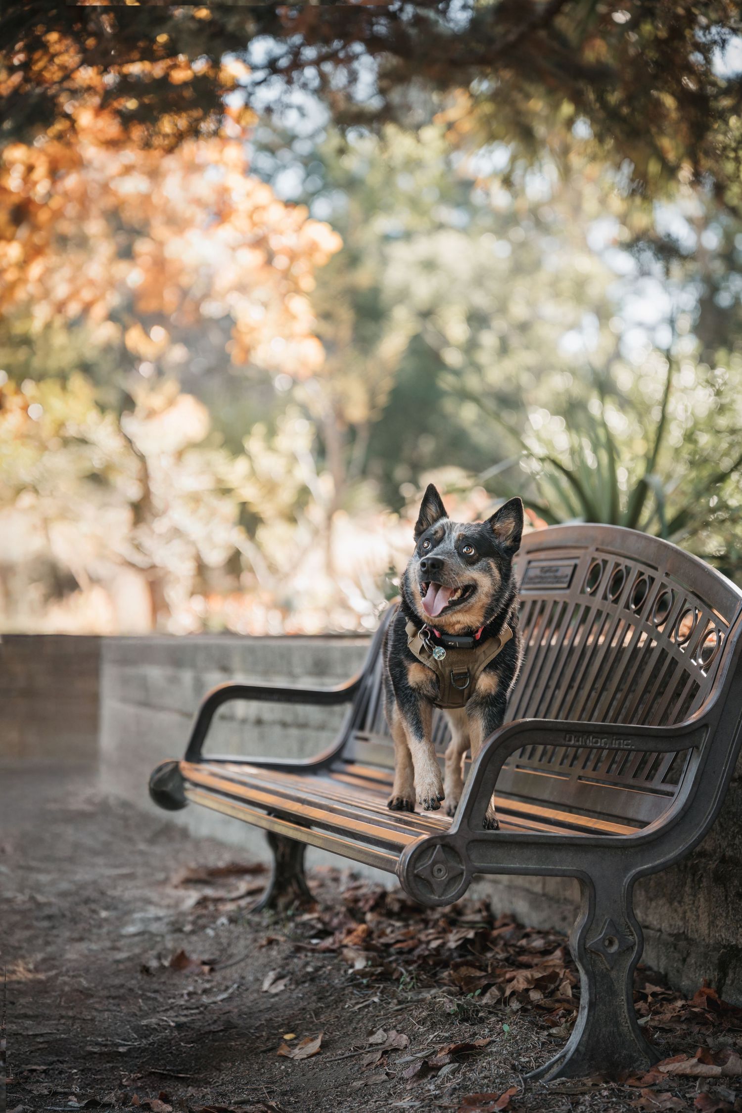 A black and tan dog sits on a vintage park bench surrounded by autumn foliage in a serene outdoor setting.