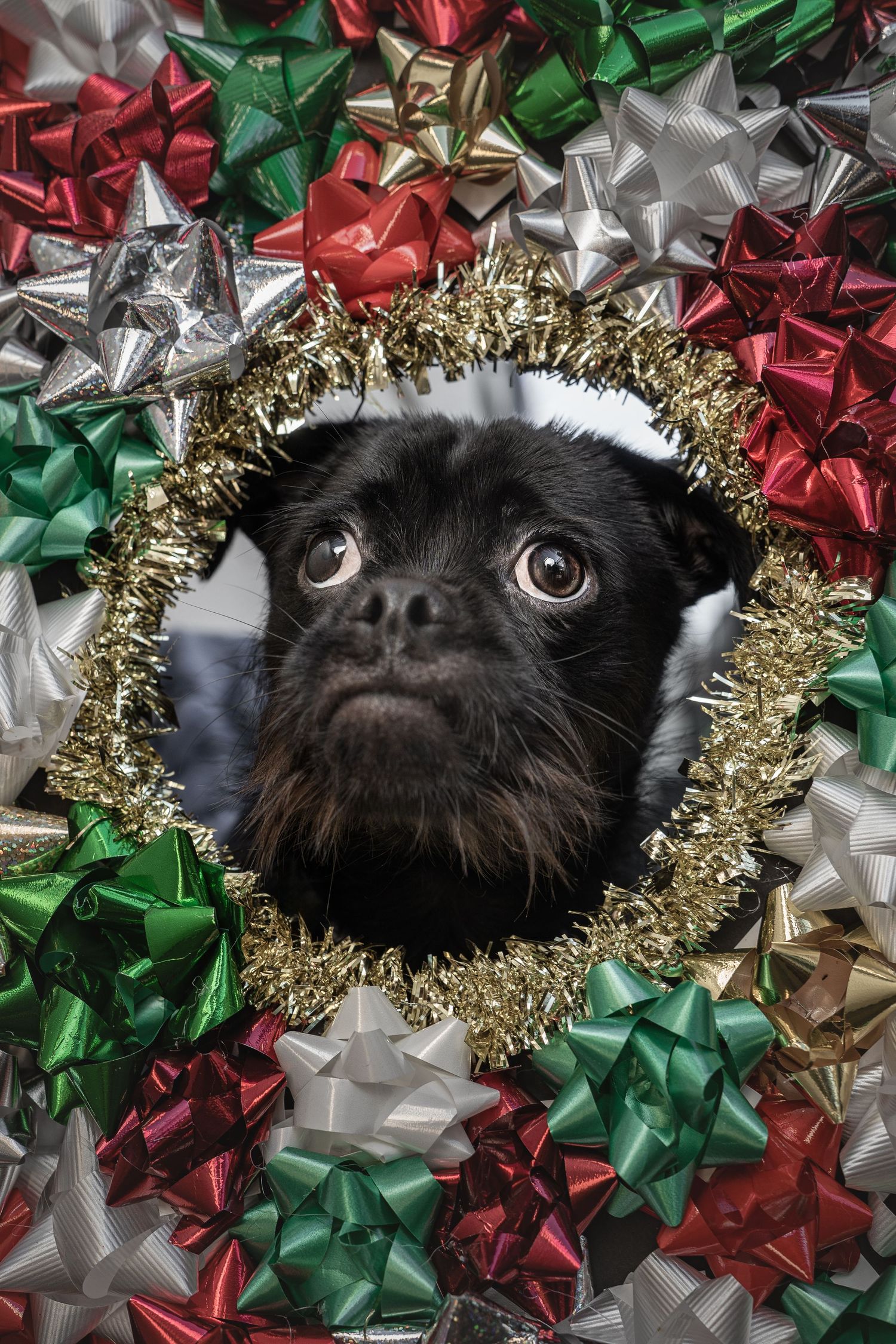 Small black dog peering through gold tinsel circle surrounded by red, green, and silver gift bows.