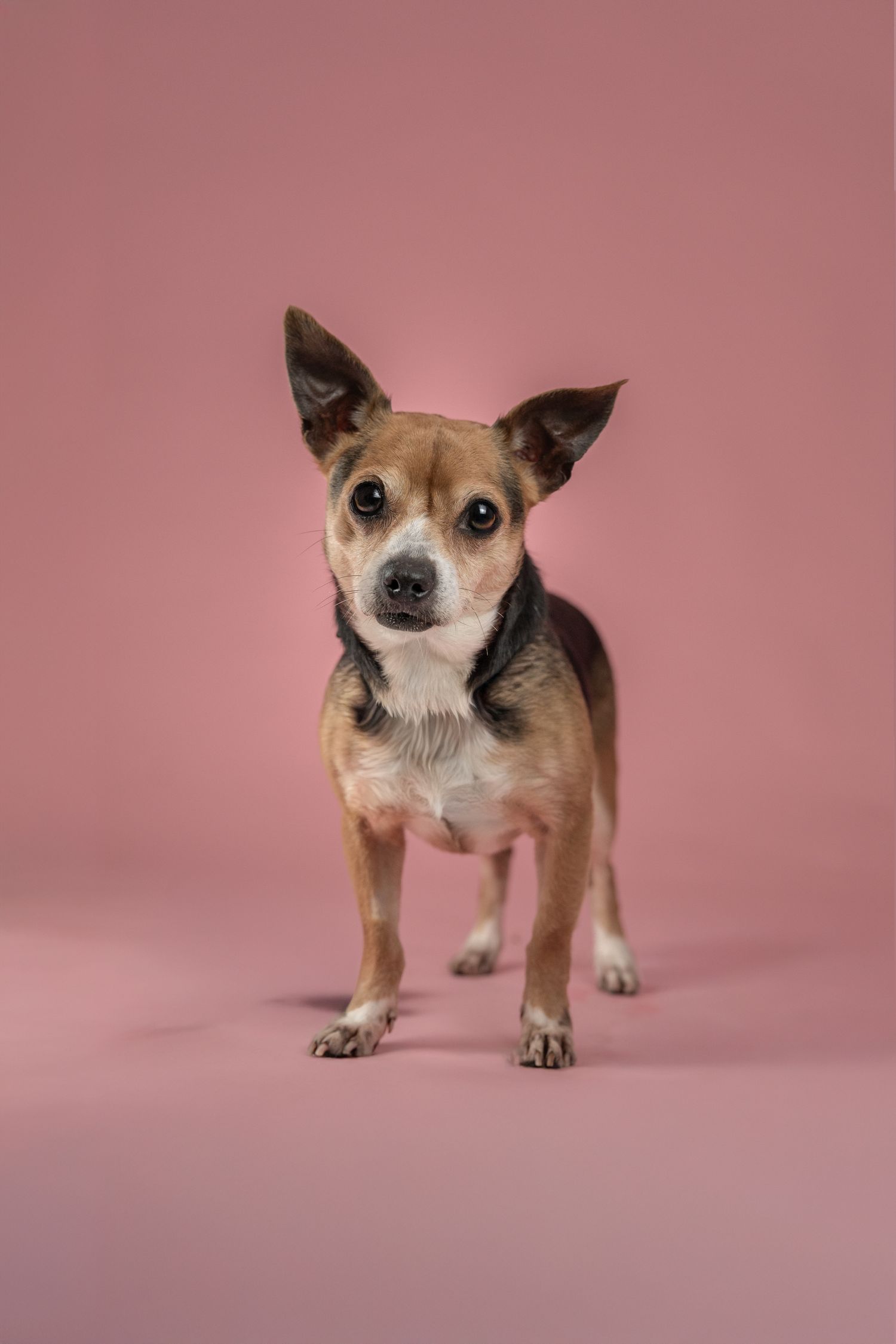 Small brown and tan Chihuahua mix dog standing alert with large ears on pink background.