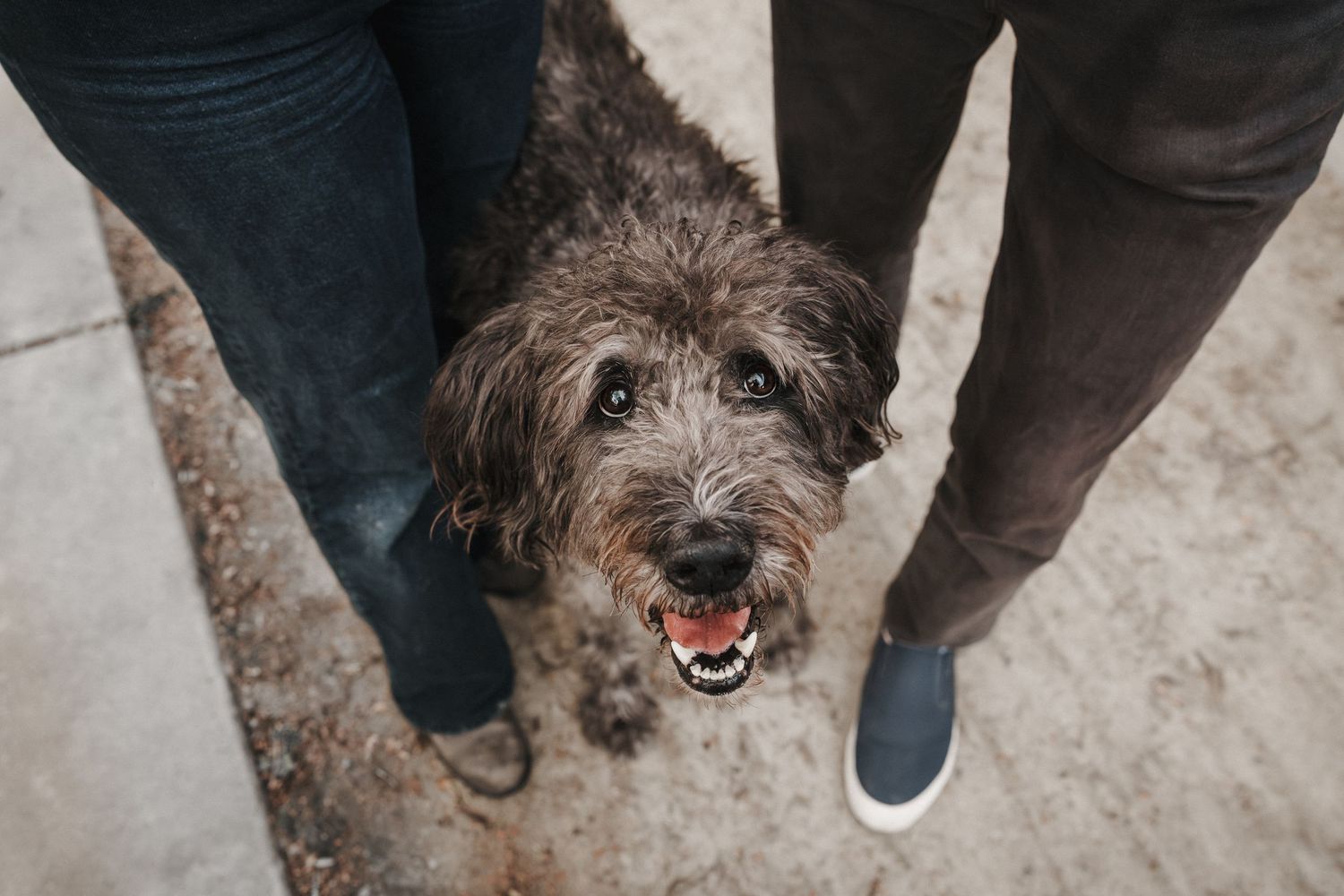 An adorable fluffy grey mixed breed dog looks up at the camera while standing between two people's legs.