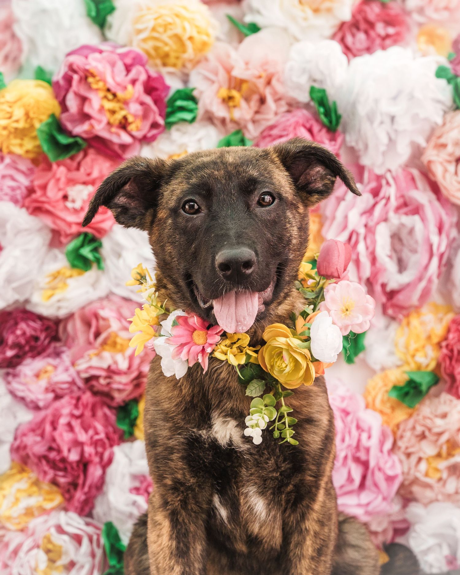 A brindle puppy wearing a flower collar sits happily in front of a colorful flower wall.