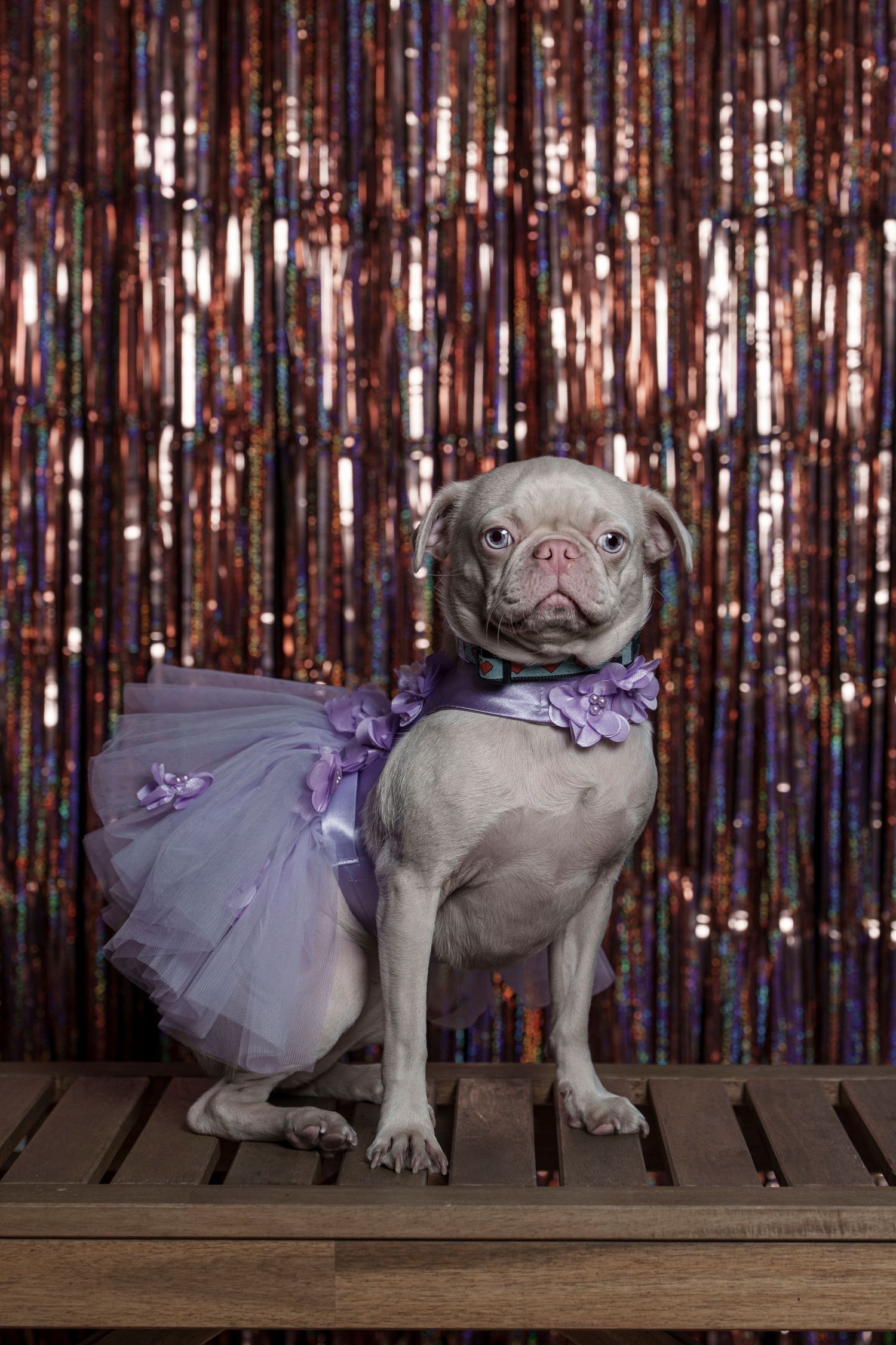 Gray pug wearing a purple tutu and floral collar posing on a wooden bench with a sparkly background.