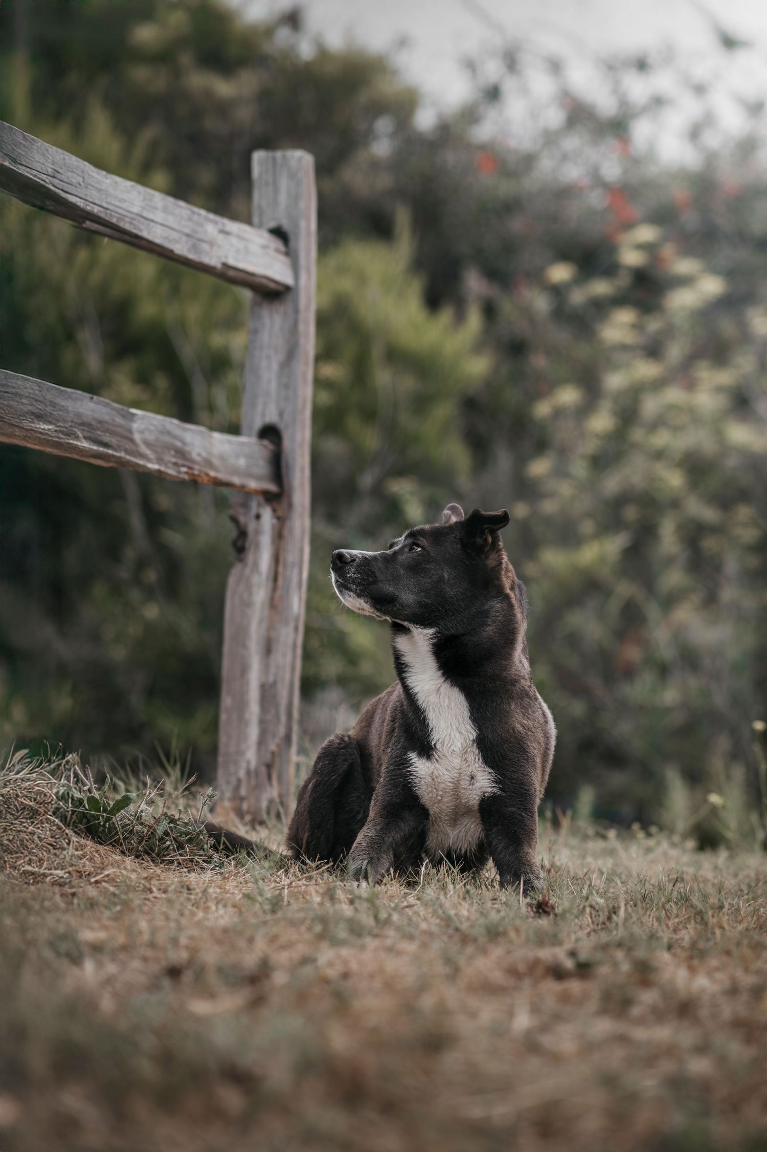 Dark brindle dog sitting attentively beside a rustic wooden fence post in a lush garden setting.