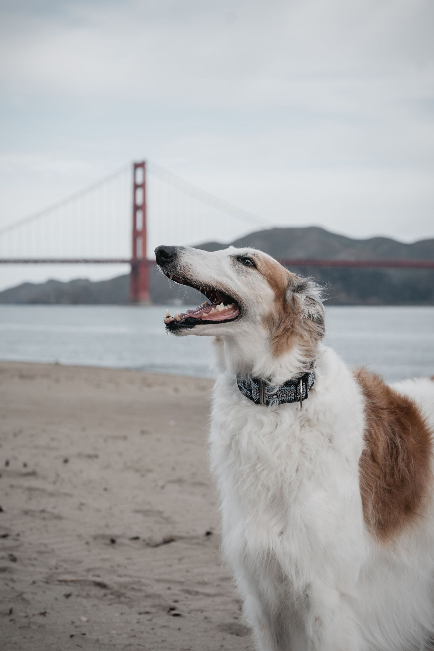 A white and brown Borzoi dog sits on a sandy beach with the Golden Gate Bridge visible behind it.