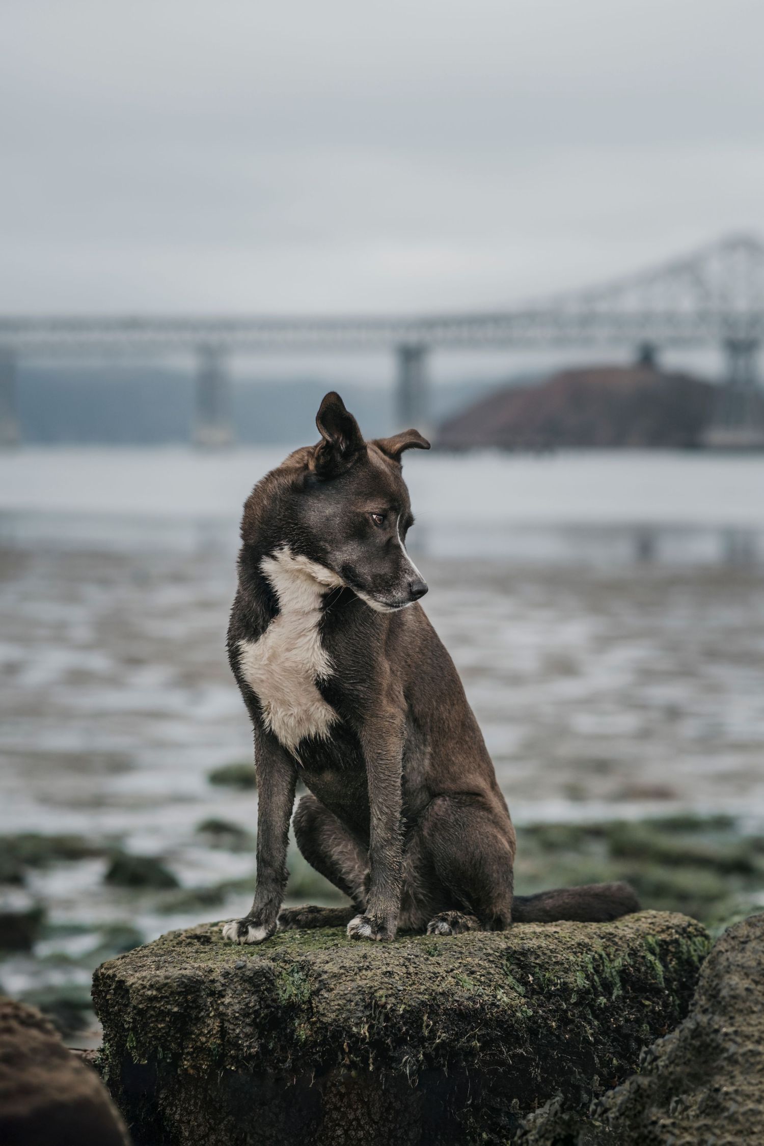 Dark brown mixed-breed dog sitting on a mossy rock by the water with a bridge visible in the background.