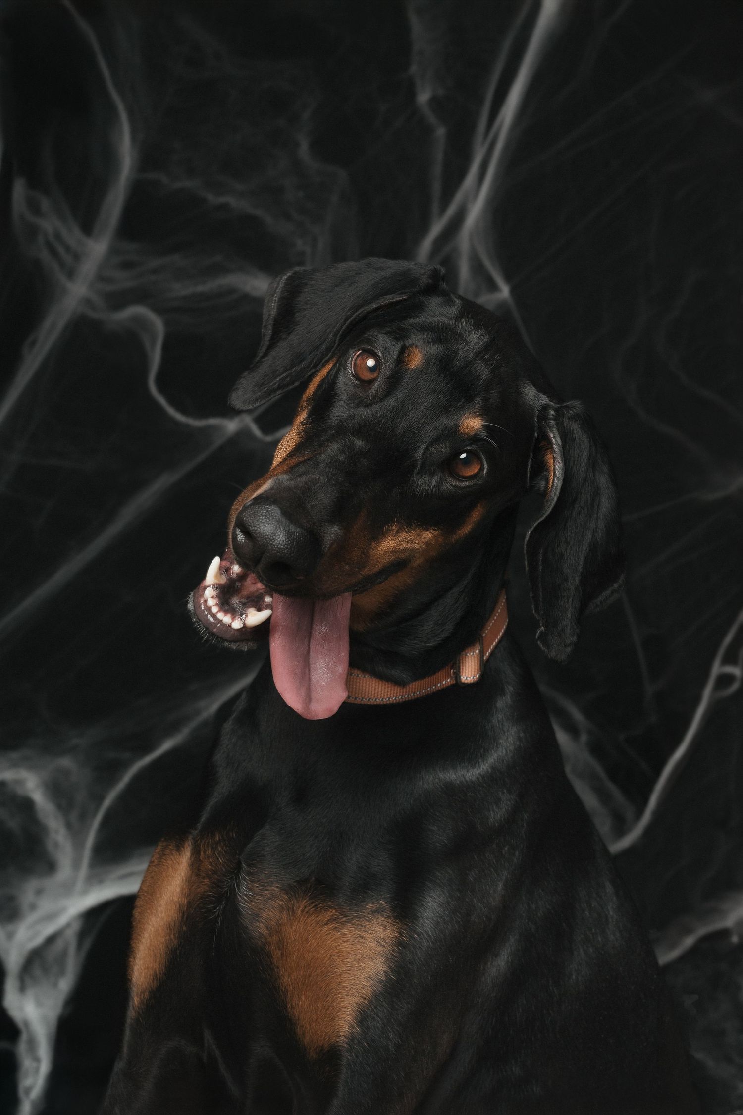 Black and tan Doberman Pinscher dog with tongue out posed against dark smoky background.