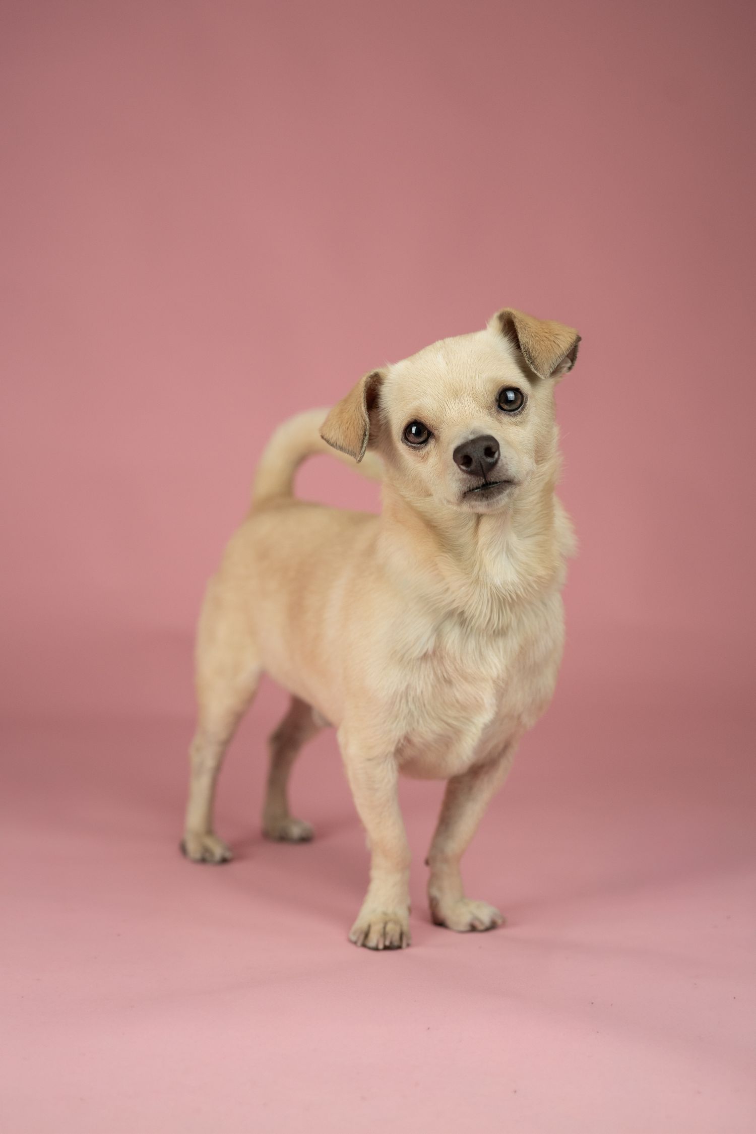 A small cream Chihuahua mix dog stands alert on a pink background in a studio portrait.