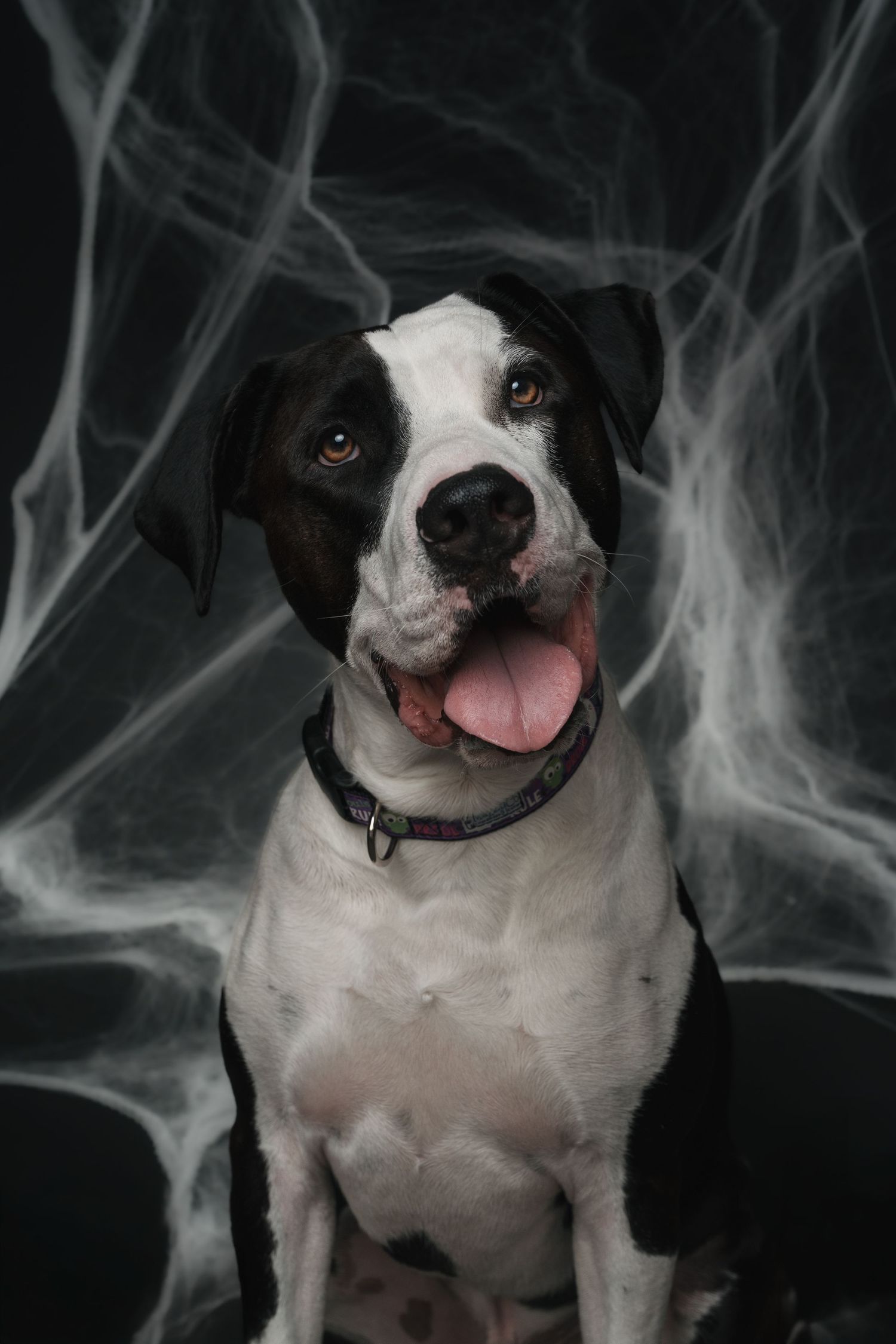 Black and white dog with tongue out sitting against dark Halloween spider web background.