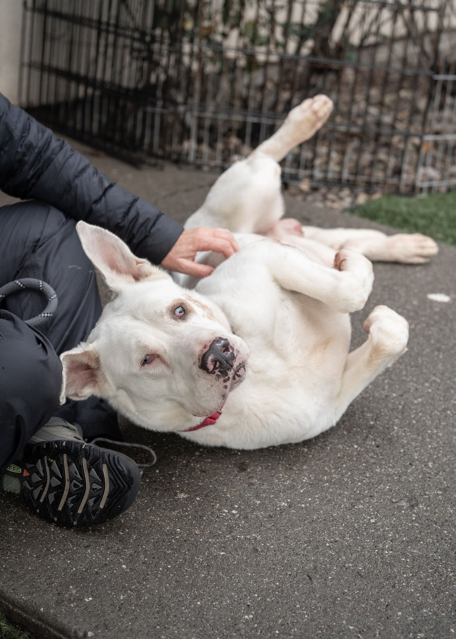 A white bully mix is laying on the floor getting belly rubs, he has a goofy expression on his face.