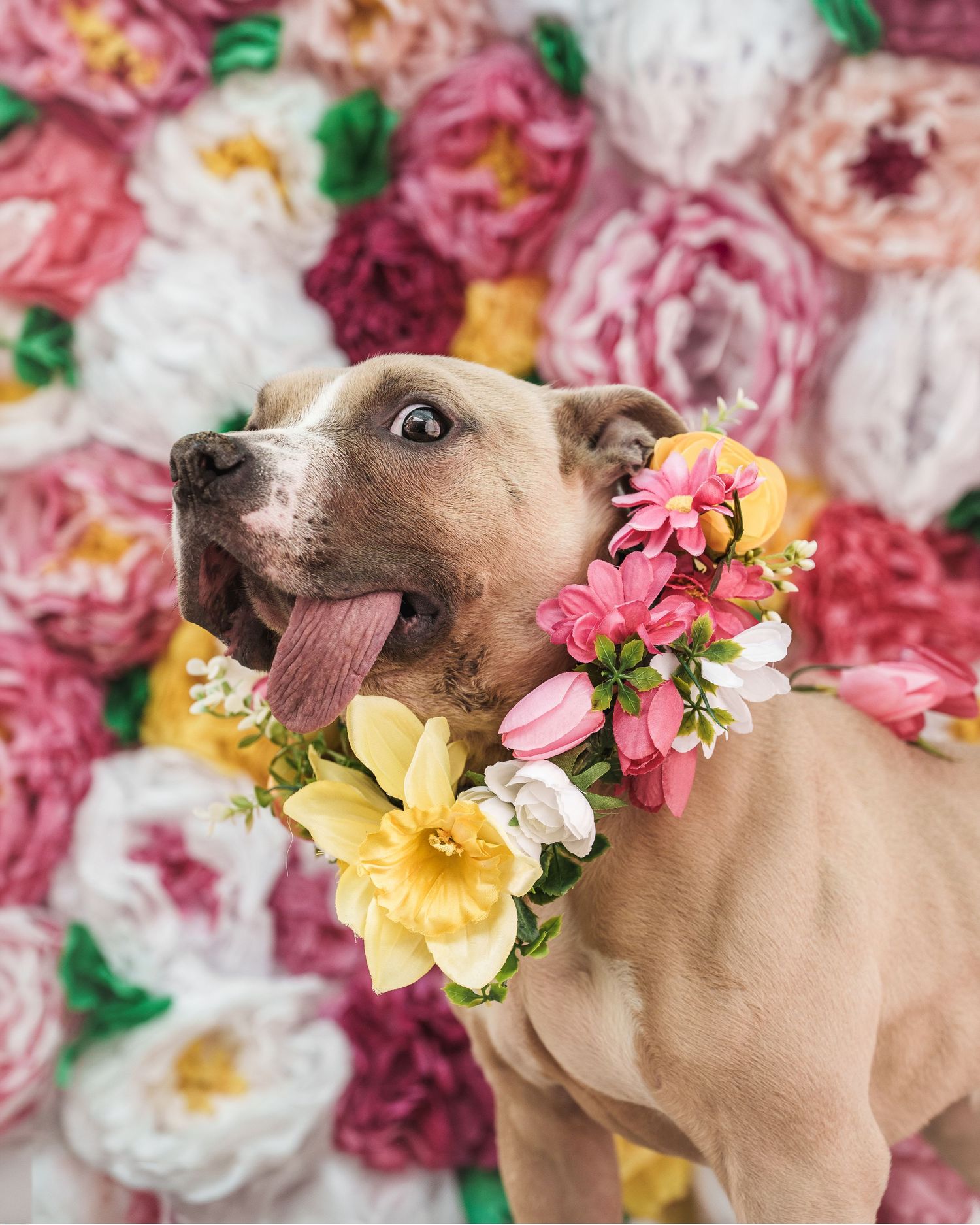 A happy pit bull dog wearing a spring flower collar sticks out its tongue in front of a floral backdrop.