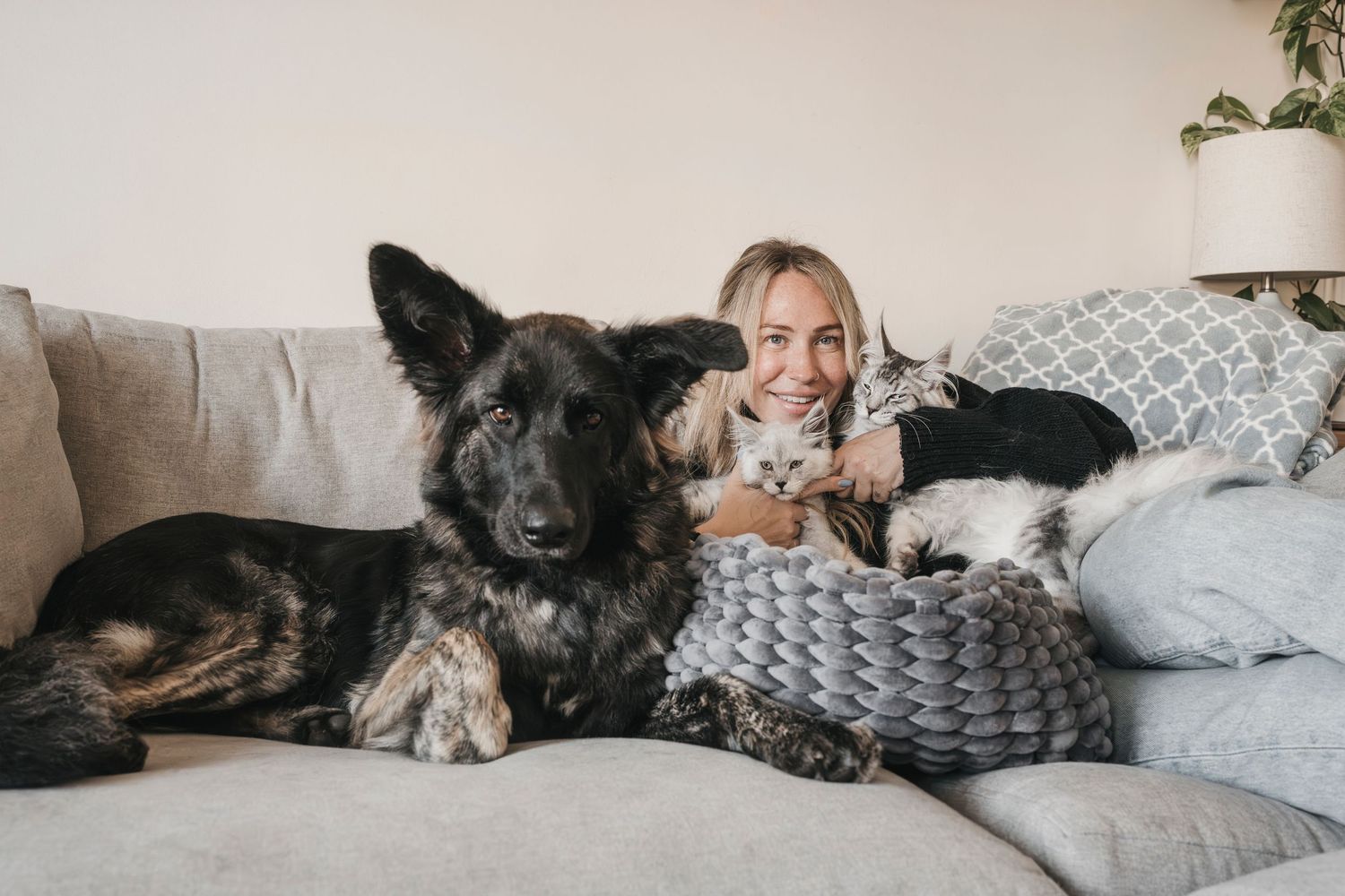 Woman relaxing on sofa with large German Shepherd dog and two cats in cozy living room.