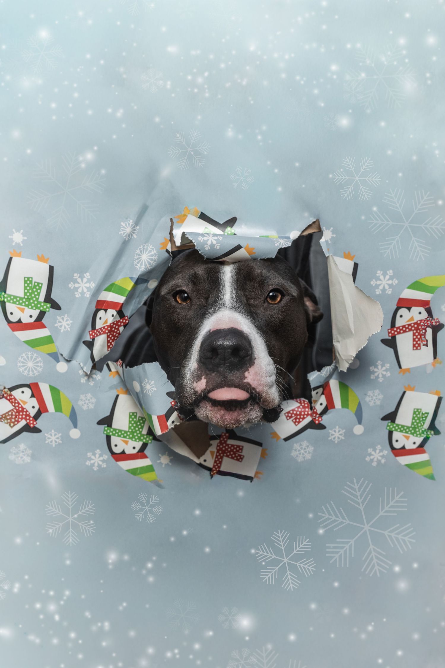 Black and white dog bursting through Christmas penguin wrapping paper with snowflakes in background.
