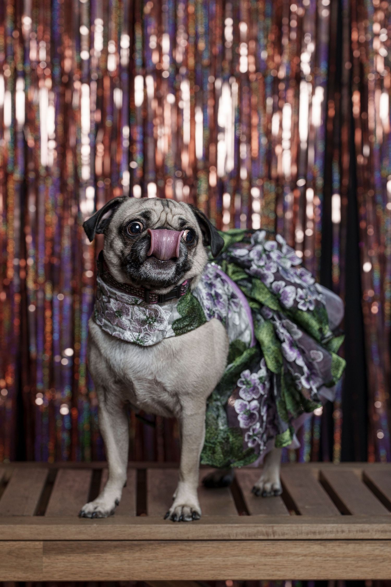 Adorable fawn pug wearing a floral dress and collar, licking its nose against a shimmery backdrop.