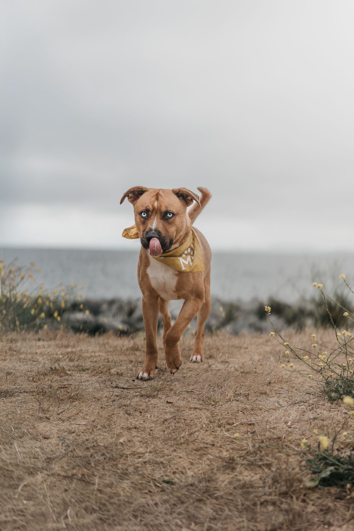 Playful brown Pit Bull mix dog with tongue out wearing gold bandana trotting near coastal landscape.