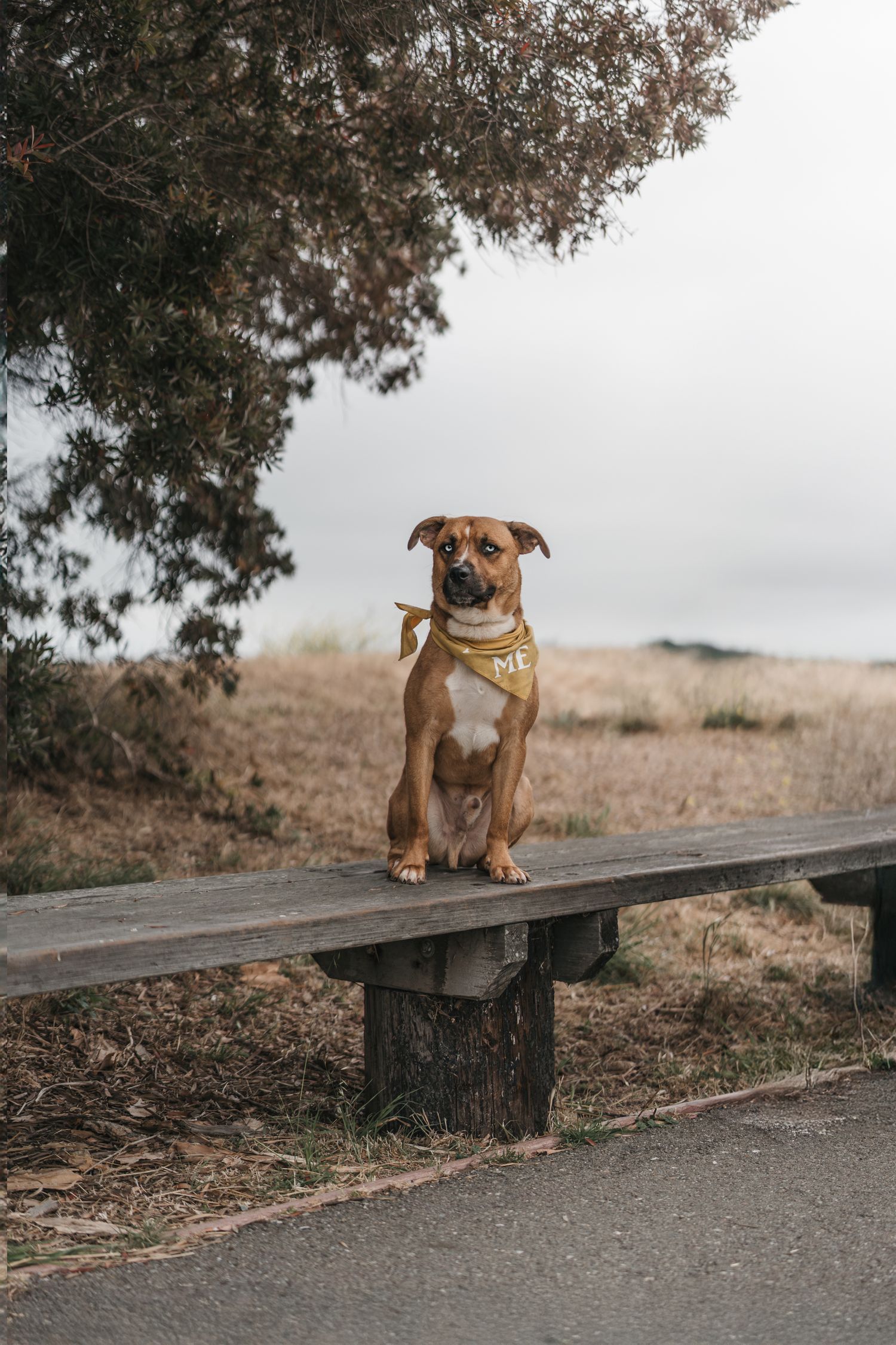 Brown Pit Bull mix dog wearing gold bandana sitting attentively on wooden bench near tree with ocean view.