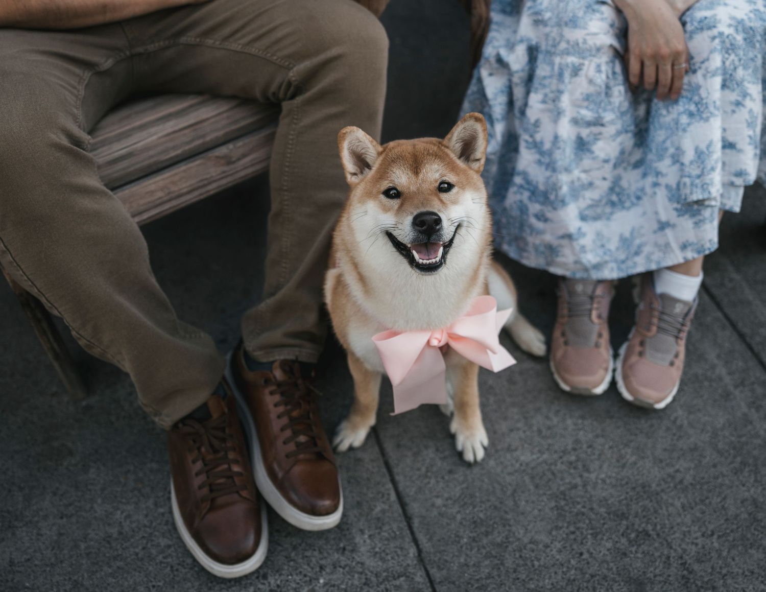 A happy Shiba Inu dog with a pink bow sits between a couple on a bench.