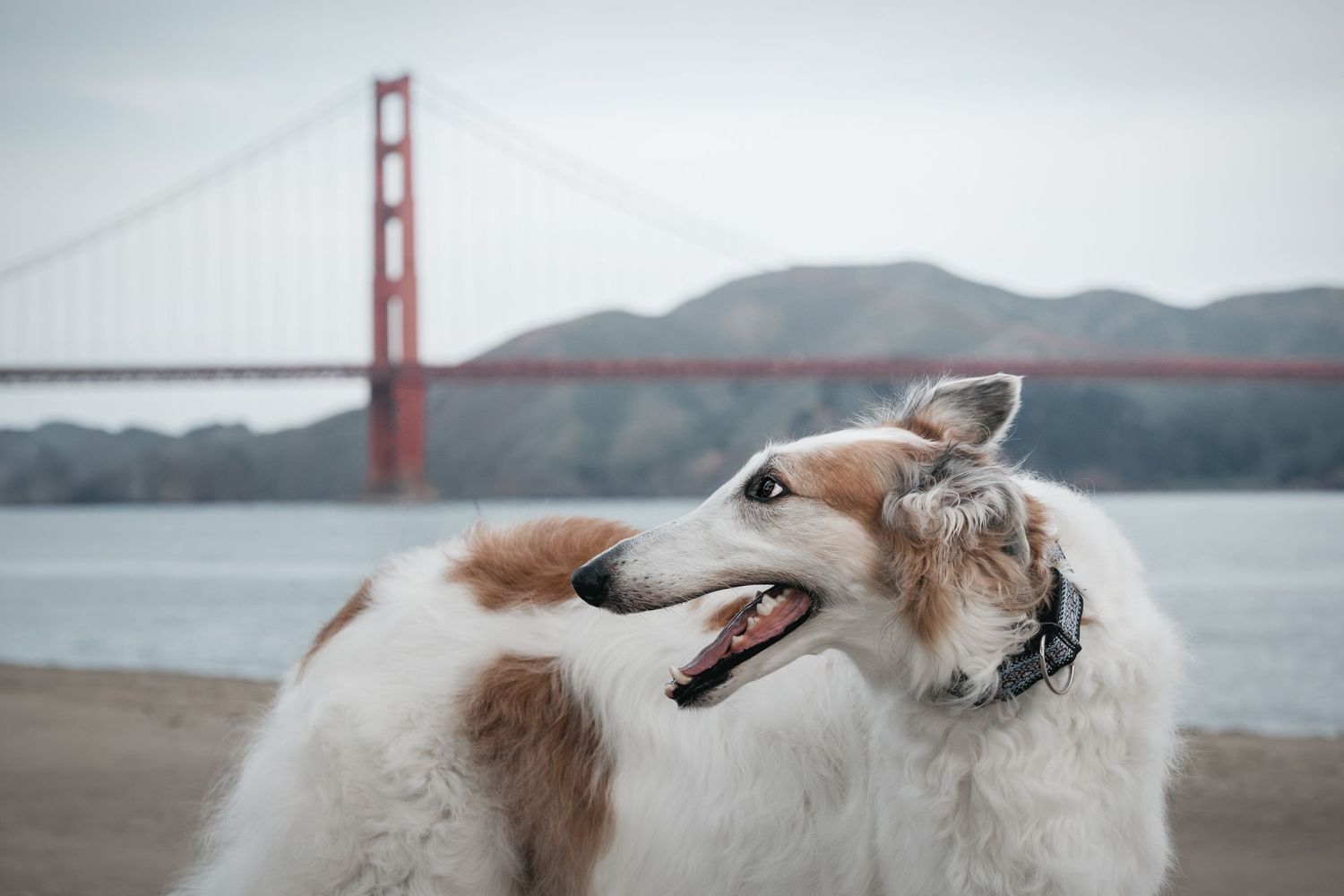 A fluffy Borzoi dog portrait at the Golden Gate Bridge in San Francisco, with soft cloudy light typical of the city.