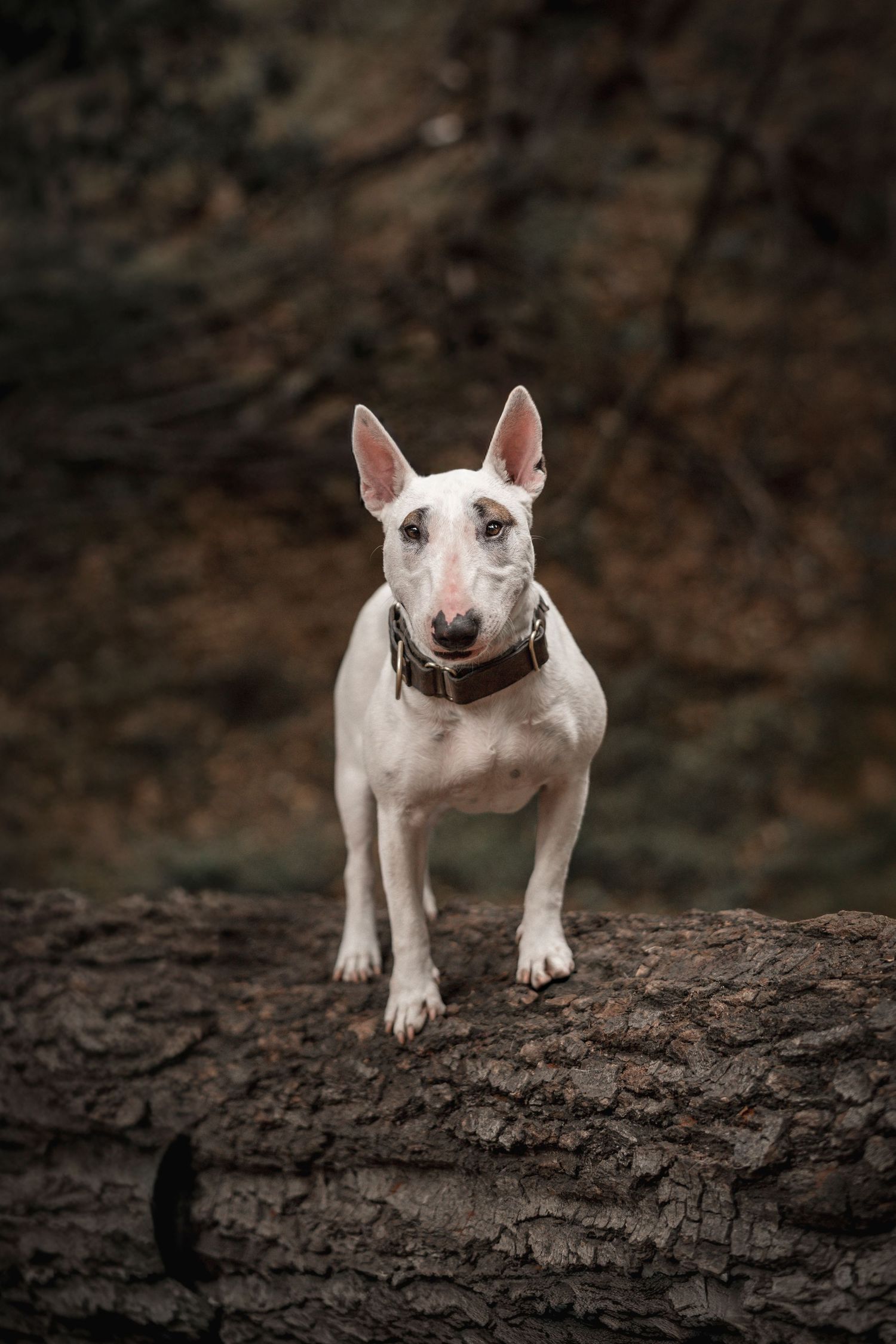 White Bull Terrier dog standing on a fallen log in a dark forest, looking at camera.