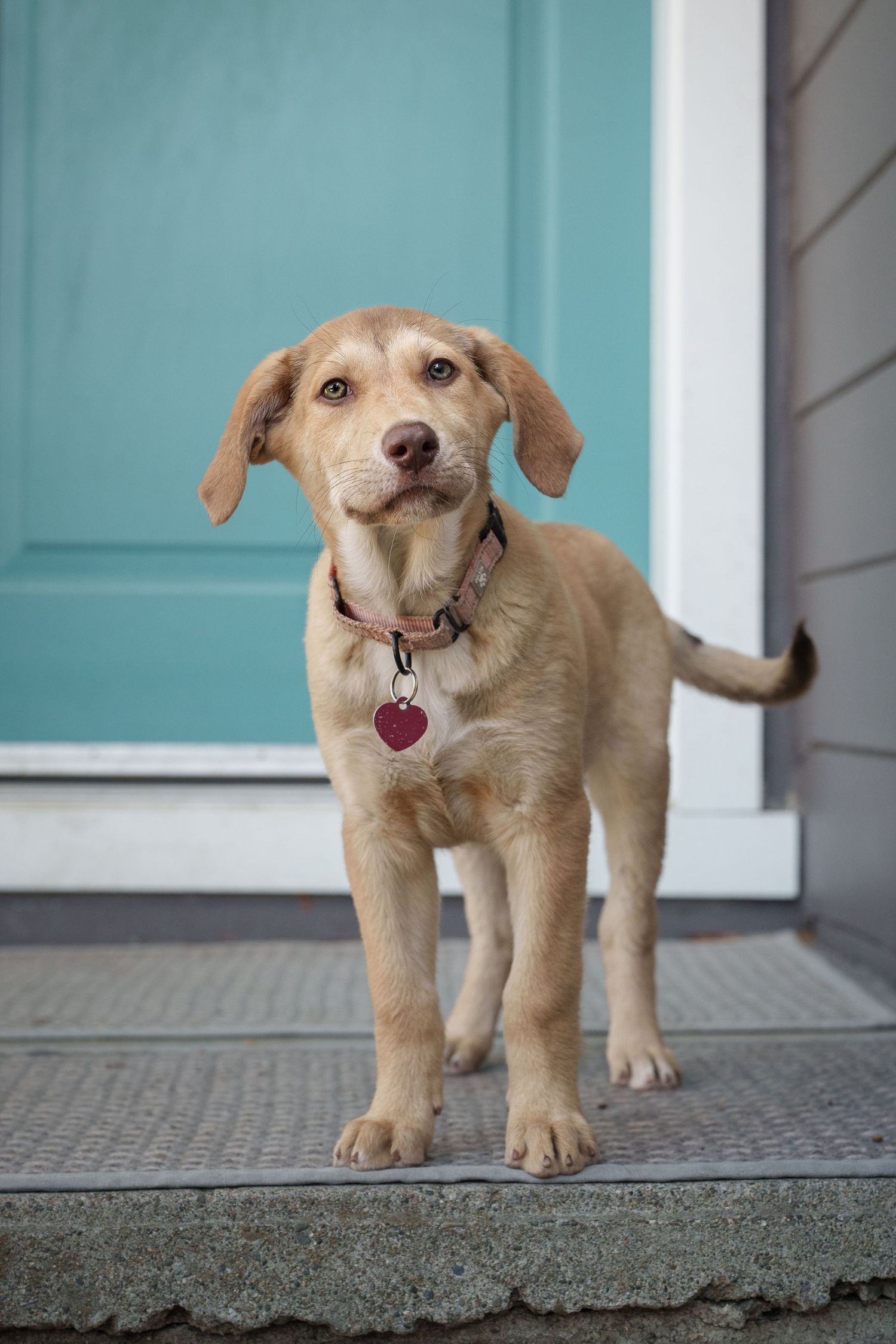 Golden Labrador puppy standing on front porch steps with pink heart tag collar in front of teal door.