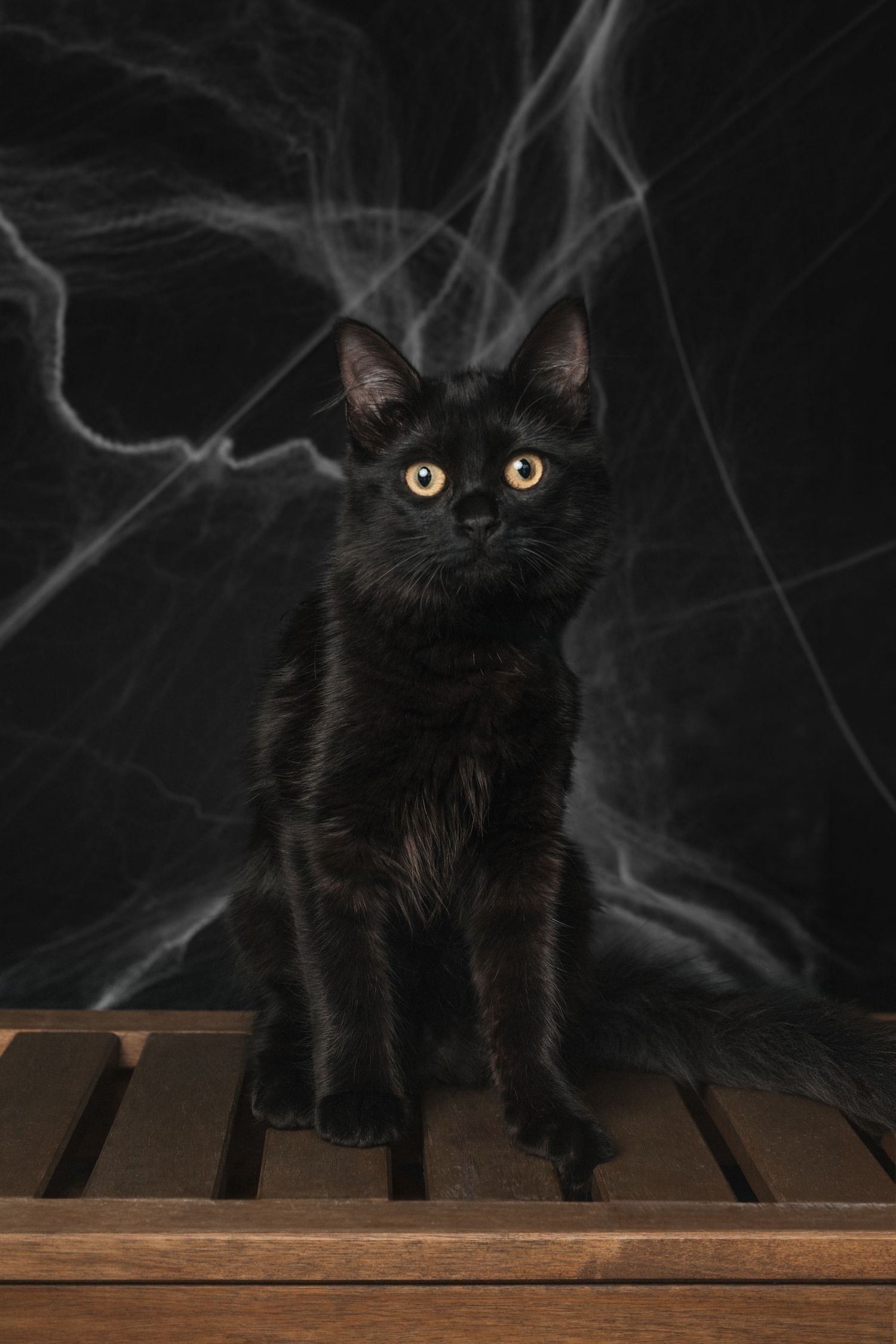 Black kitten with golden eyes sitting on wooden surface against dark background with white spider webs.