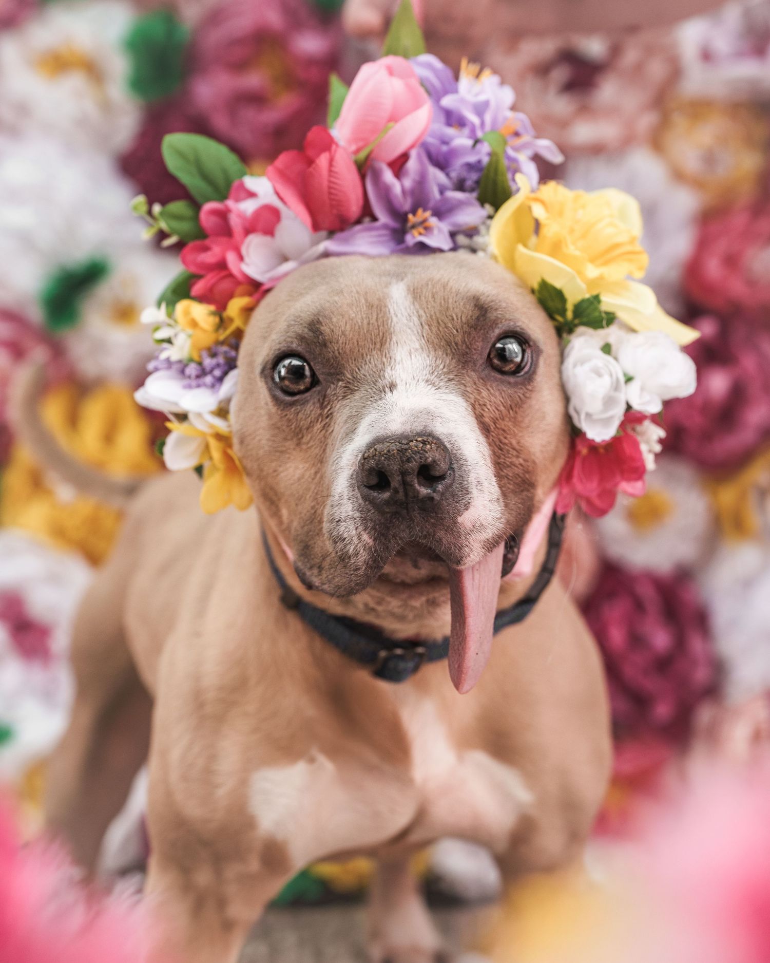 A cute pit bull dog wearing a colorful floral crown poses in front of a vibrant flower wall backdrop.
