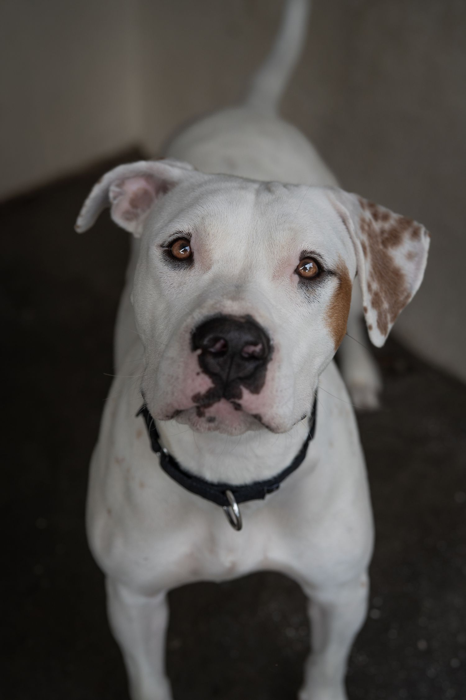 Adoptable dog Monterey posing for a portrait at Rocket Dog Rescue in Oakland, photographed by Feral & Fab, Bay Area dog photographer.