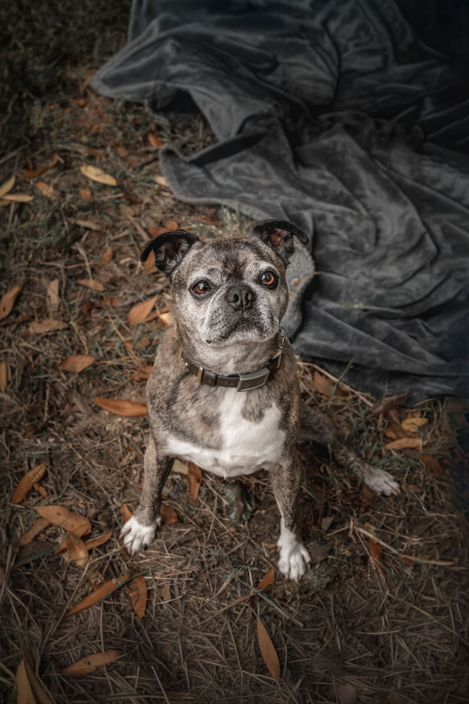 Buckwheat, a brindle tripod pug mix, looking up at the camera all playful and curious on a trail in Leona Heights Oakland.