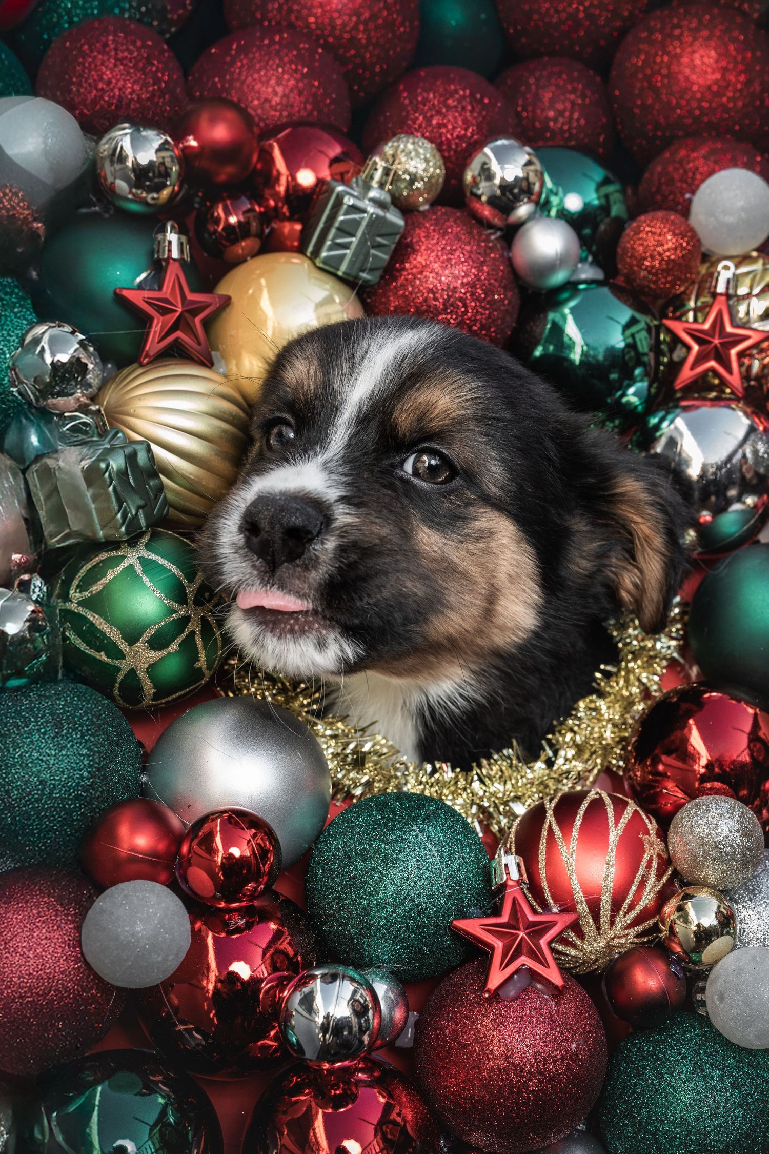 Adorable puppy nestled among colorful red, green, gold, and silver Christmas ornament balls with tinsel.