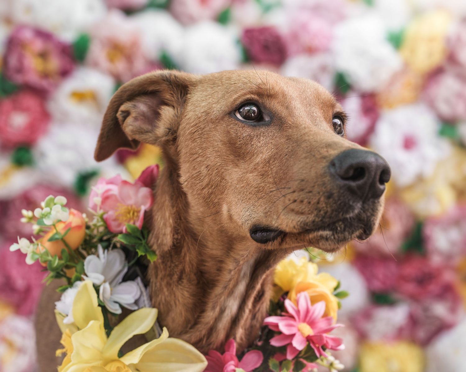 Brown dog wearing a floral wreath collar posed against a colorful flower wall backdrop.