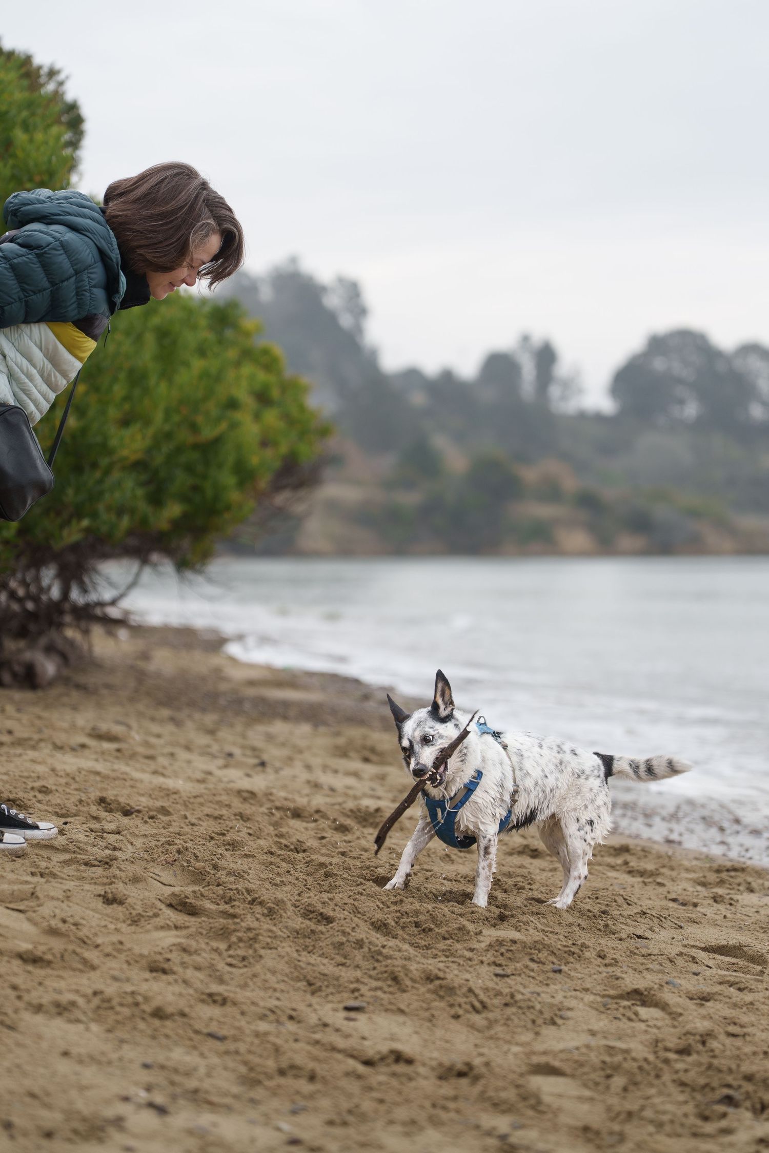 A woman photographs her spotted dog carrying a stick on a foggy beach shoreline.
