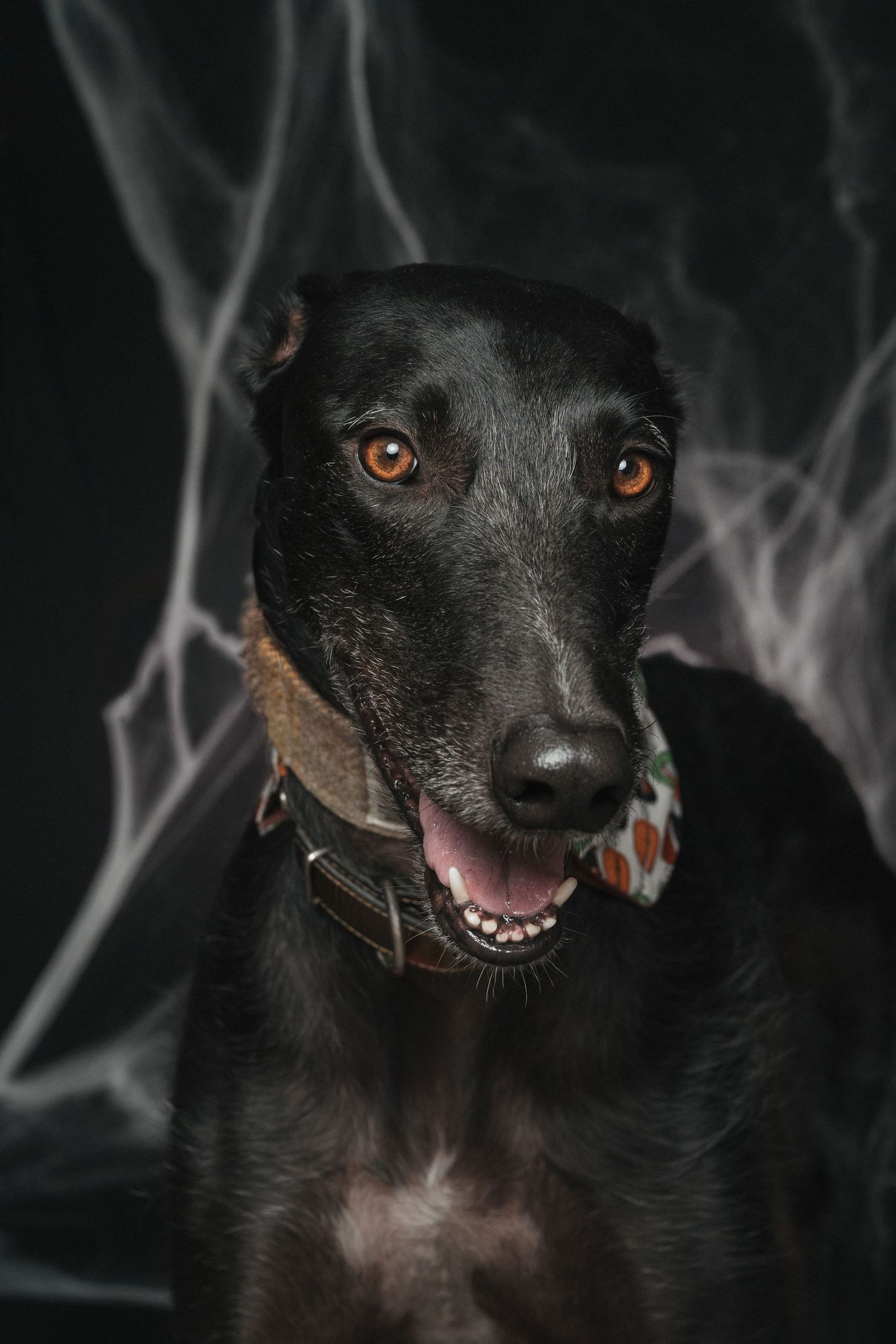 Black greyhound dog with amber eyes wearing a collar, posed against a dark background with white cobwebs.