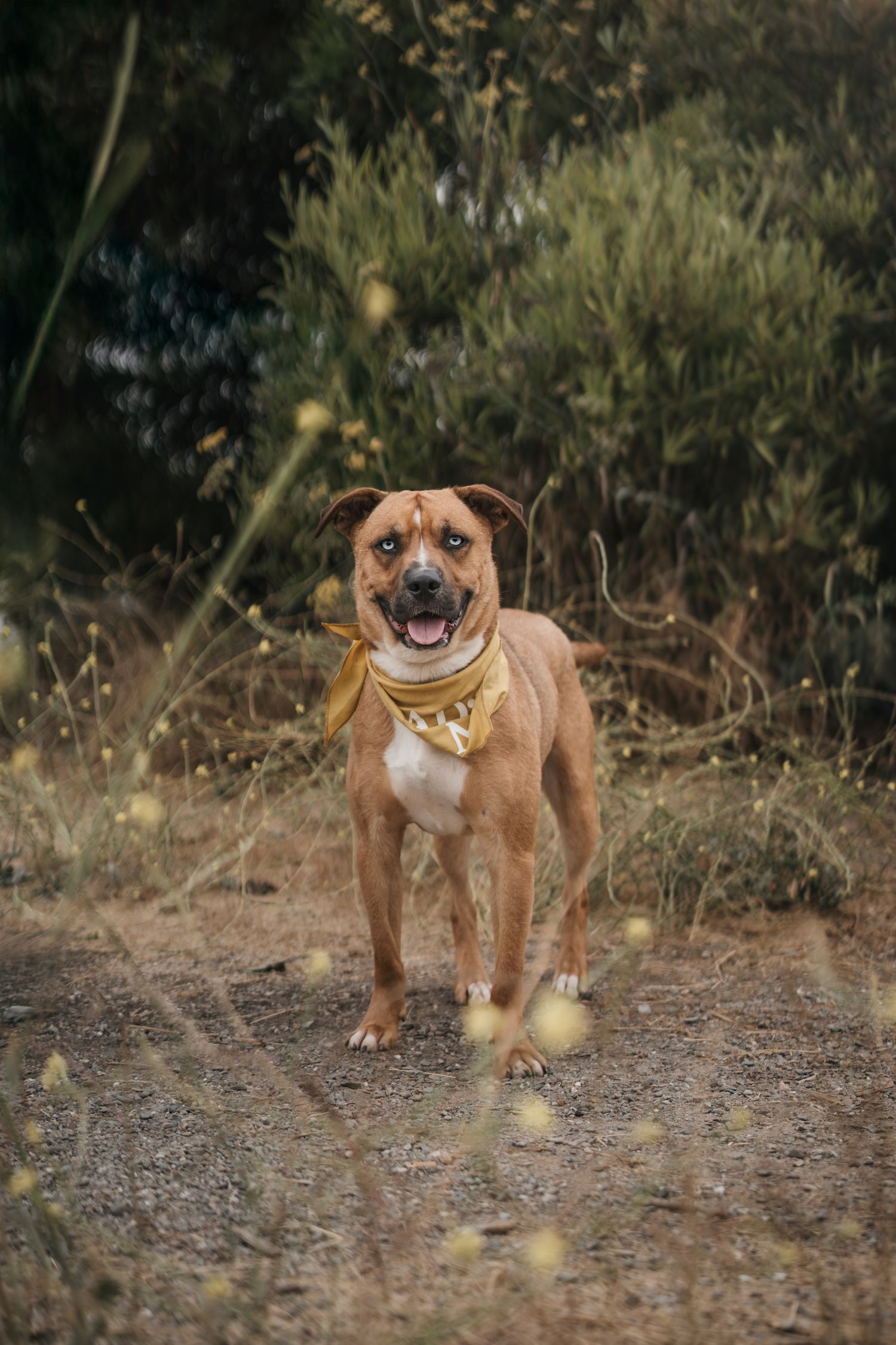 Happy brown Pit Bull mix dog wearing yellow bandana standing on dirt path surrounded by wild vegetation.