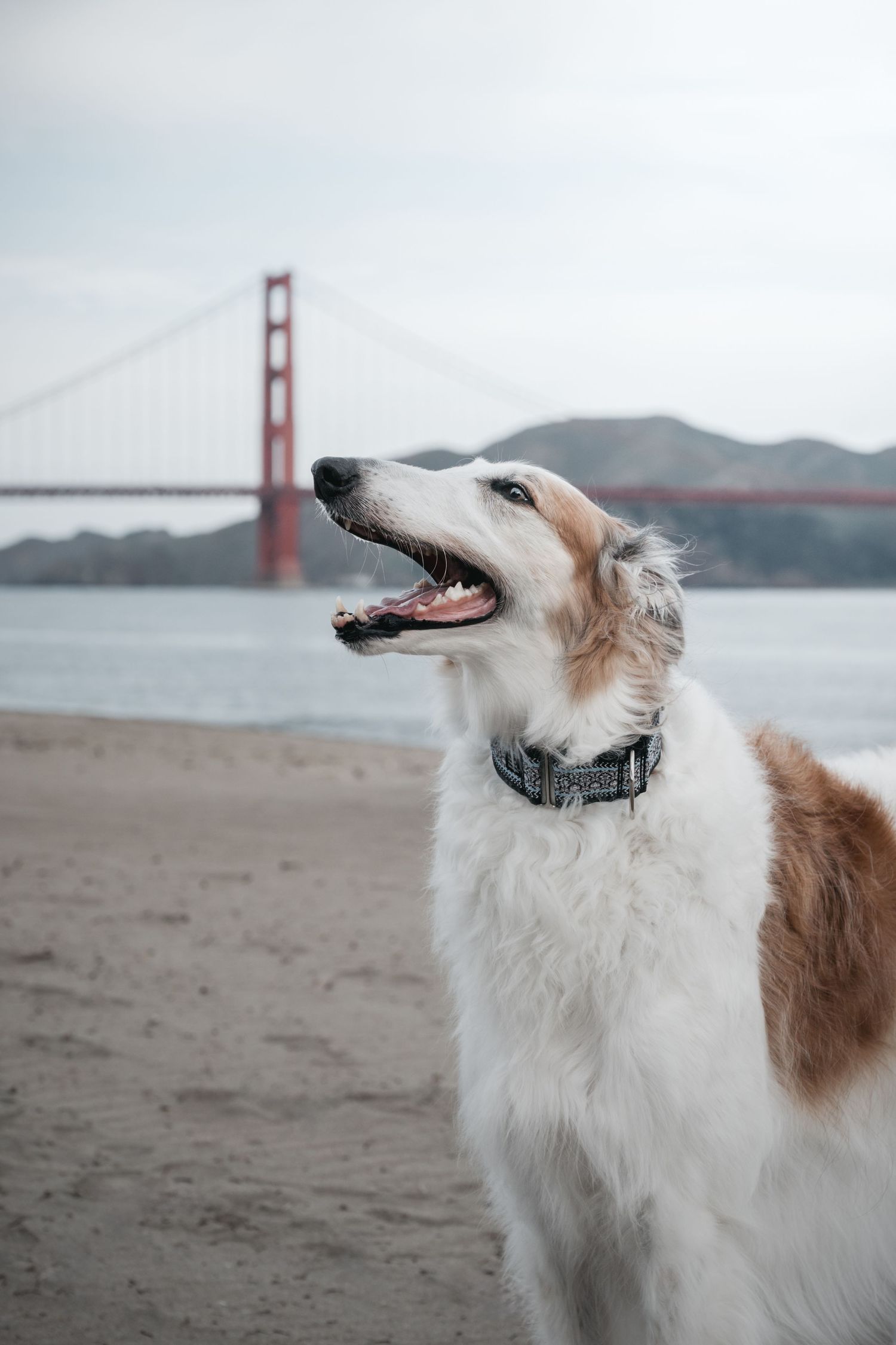 White and brown Borzoi dog dog portrait with mouth open on a sandy beach with the Golden Gate Bridge behind it.