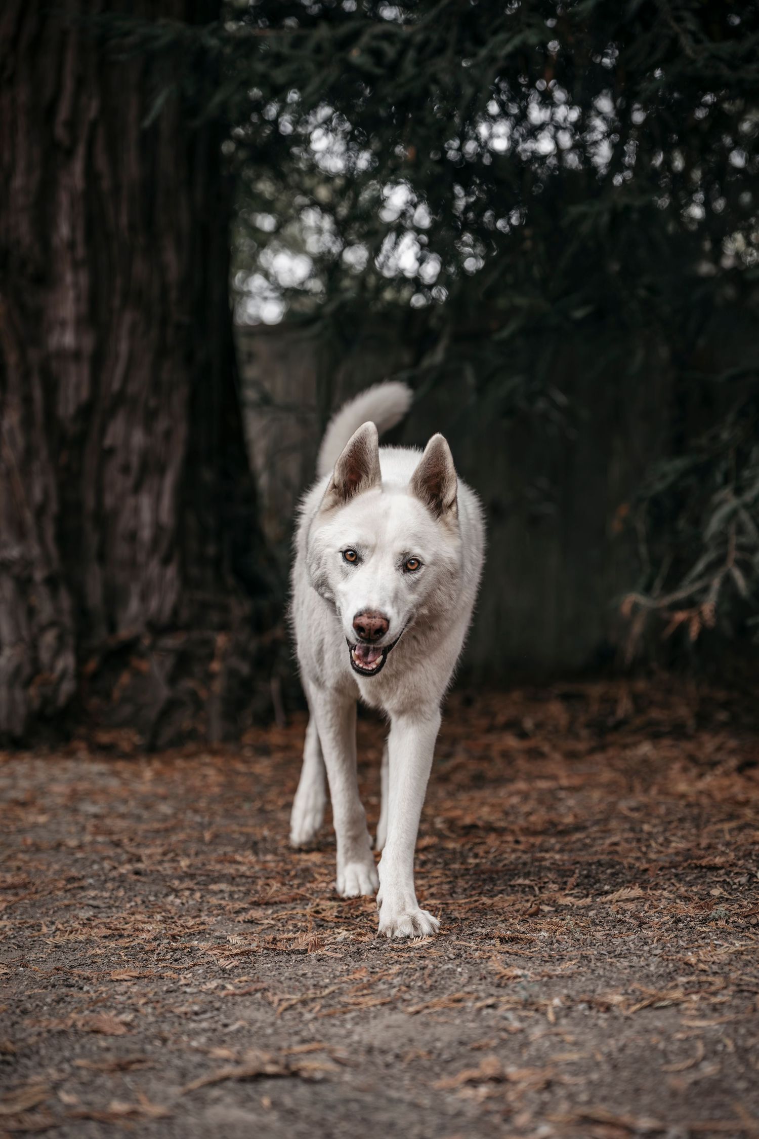 White Husky dog walking confidently on pine needle-covered path through dark forest.