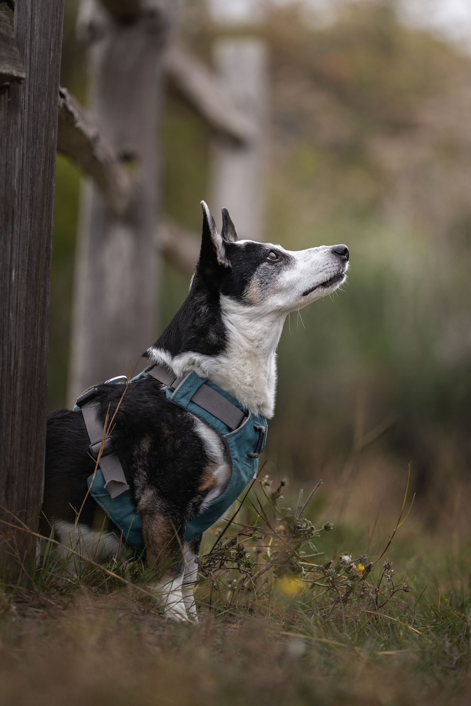 A black and white dog wearing a teal harness sits attentively beside a wooden fence outdoors.